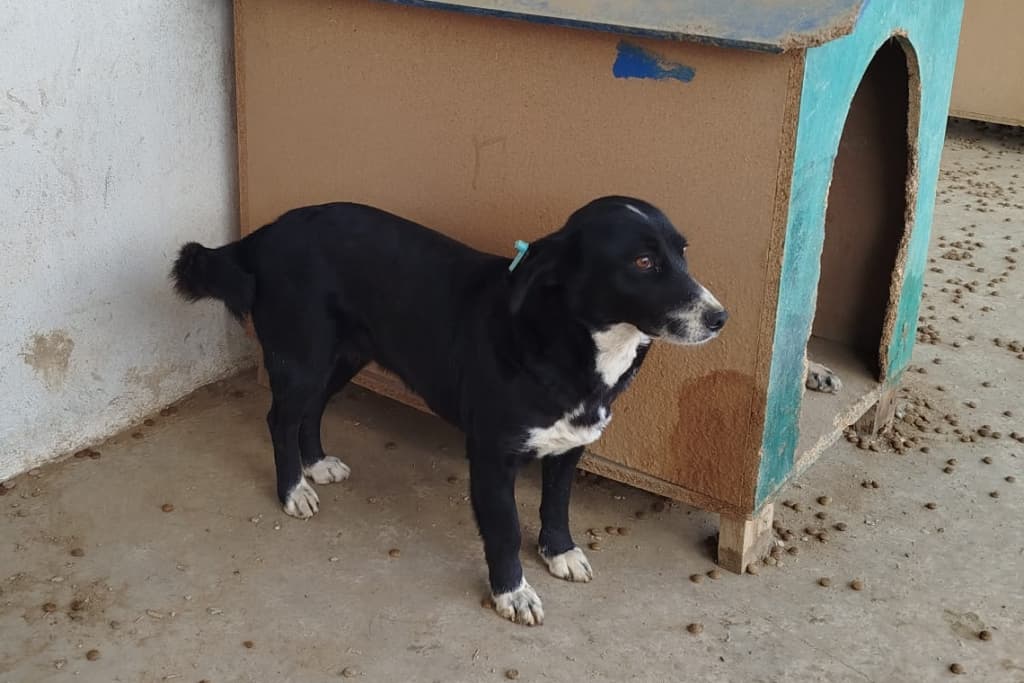 Karam Melez Köpek fotoğrafı