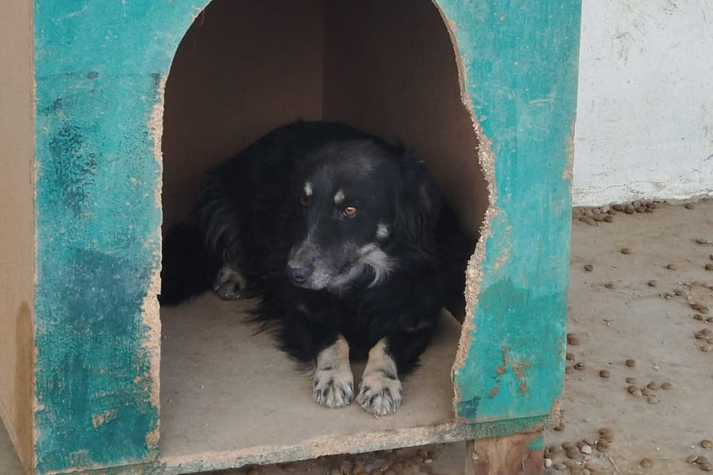 Erik Melez Köpek fotoğrafı