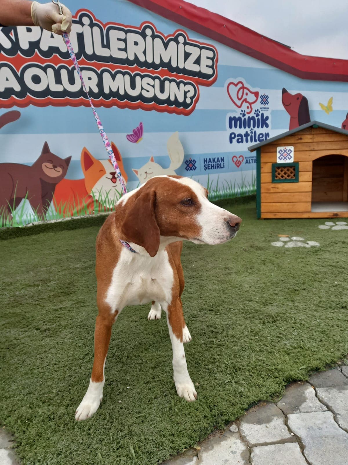 Altieylul Av Köpeği Köpek Av Köpeği Köpek, Balıkesir