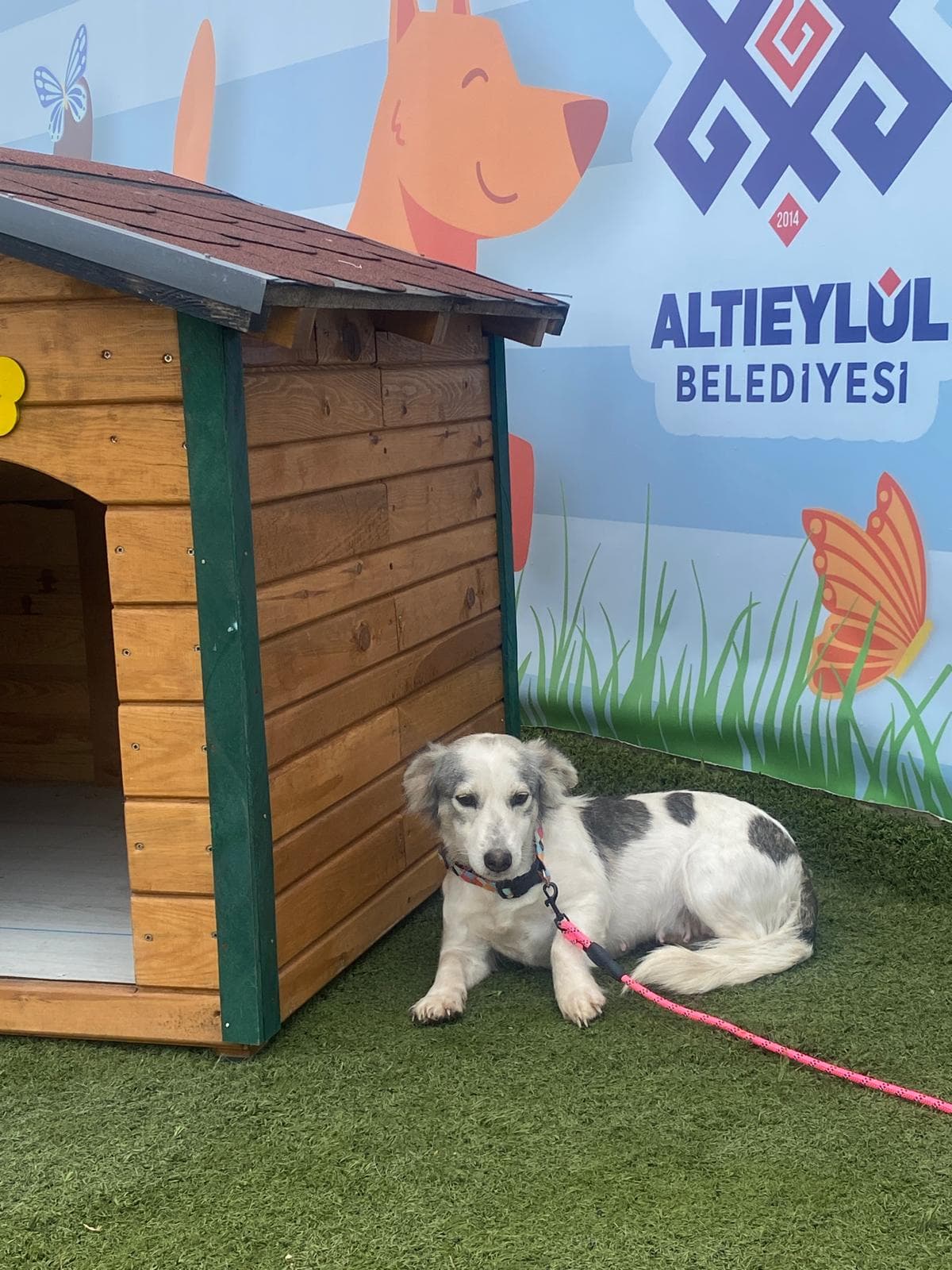 Altieylul Rus Finosu Köpek Rus Finosu Köpek, Balıkesir