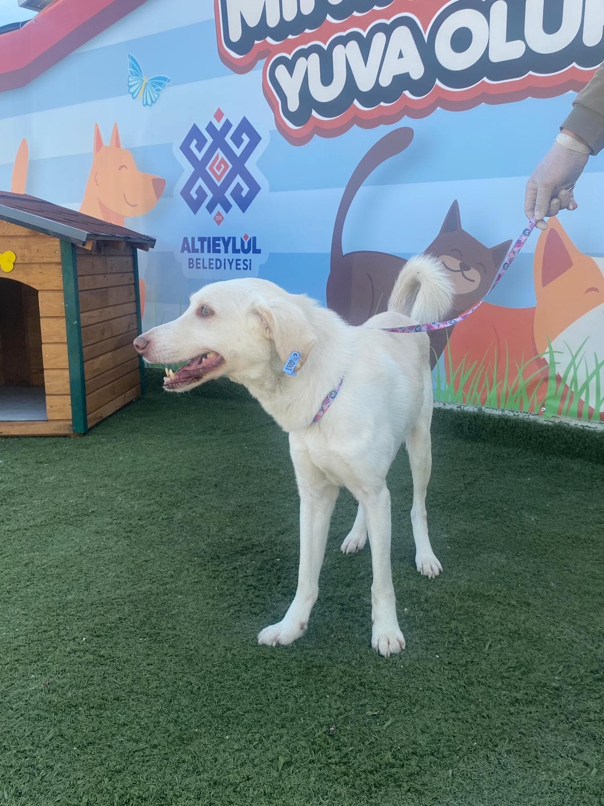 Altieylul Golden Retriever Köpek Golden Retriever Köpek, Balıkesir