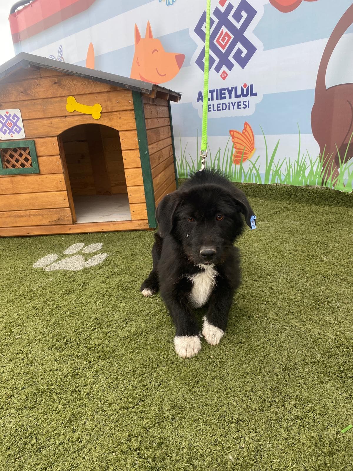 Altieylul Terrier Köpek Terrier Köpek, Balıkesir