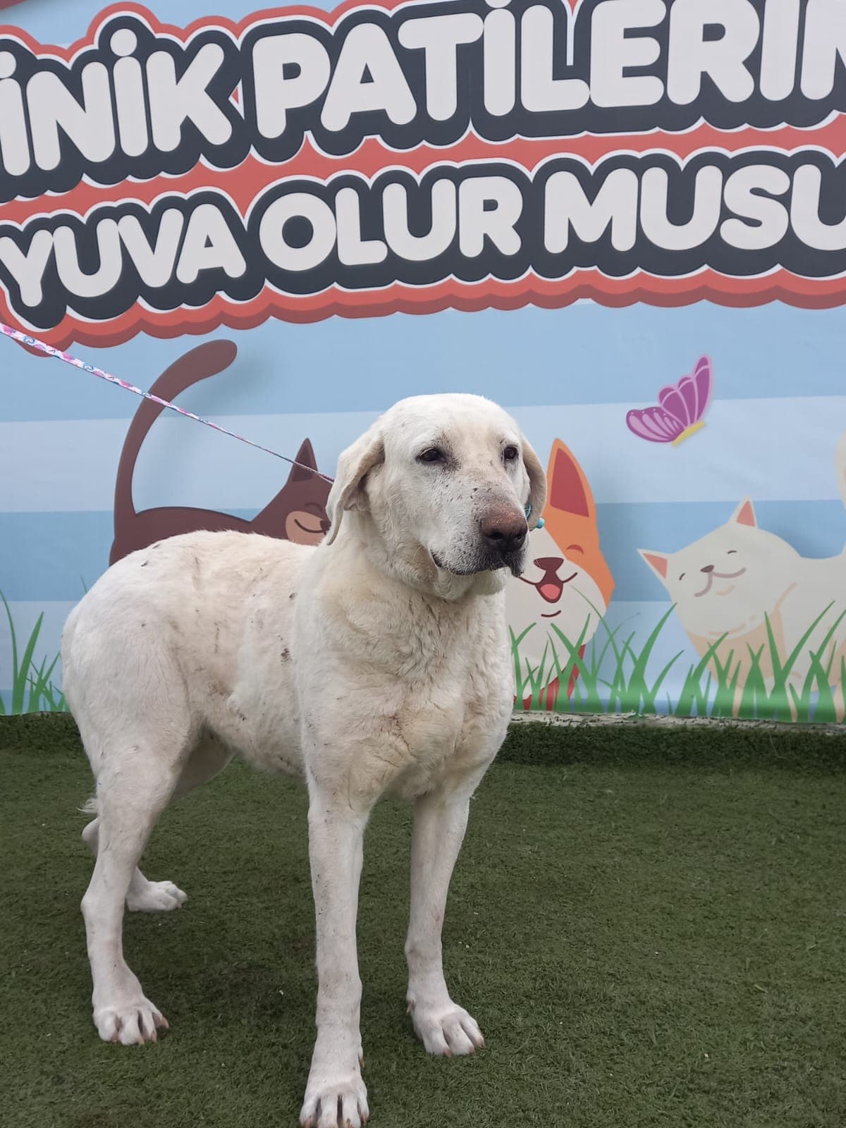 Altieylul Labrador Retriever Köpek Labrador Retriever Köpek, Balıkesir