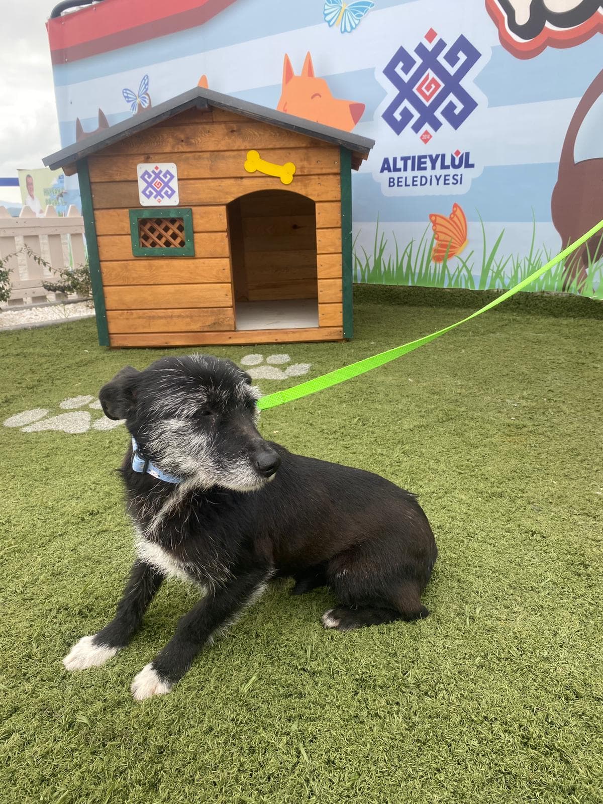Altieylul Terrier Köpek Terrier Köpek, Balıkesir