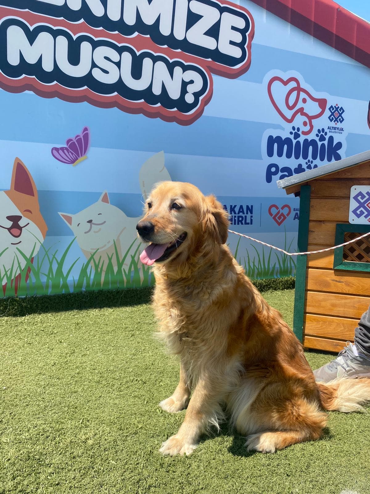 Altieylul Golden Retriever Köpek Golden Retriever Köpek, Balıkesir