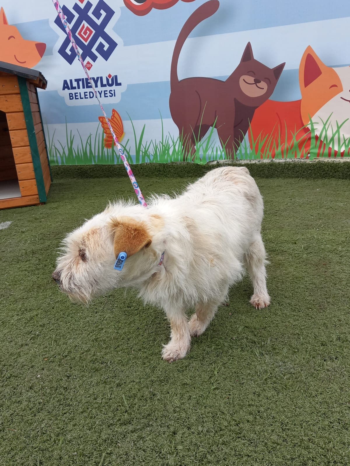 Altieylul Terrier Köpek Terrier Köpek, Balıkesir