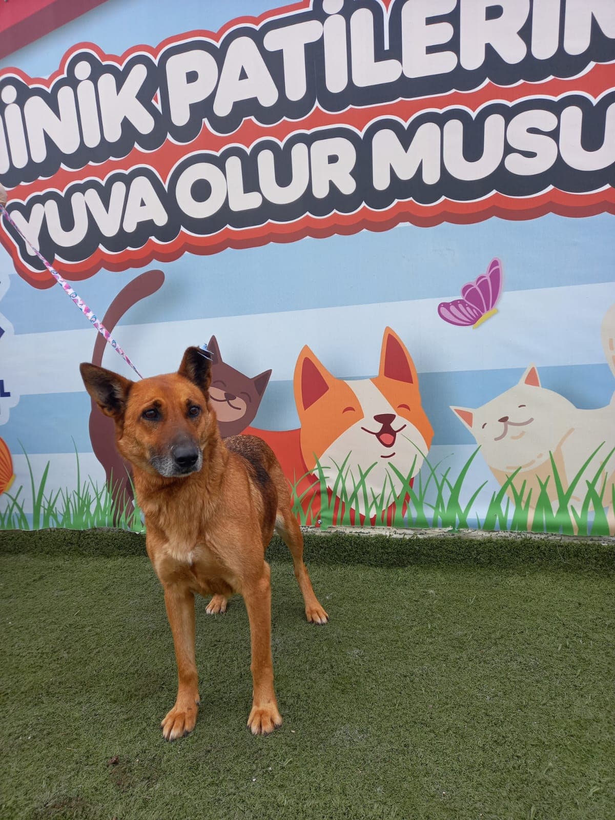 Altieylul Belçika Kurt Köpek Belçika Kurt Köpek, Balıkesir