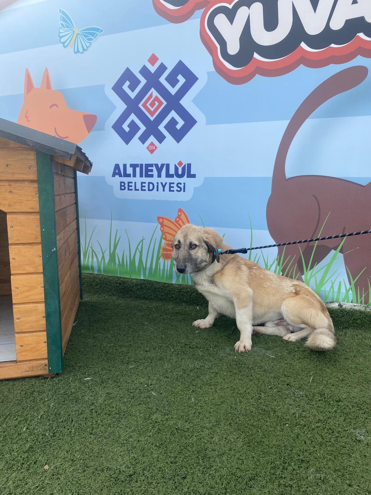 Altieylul Rus Finosu Köpek Rus Finosu Köpek, Balıkesir