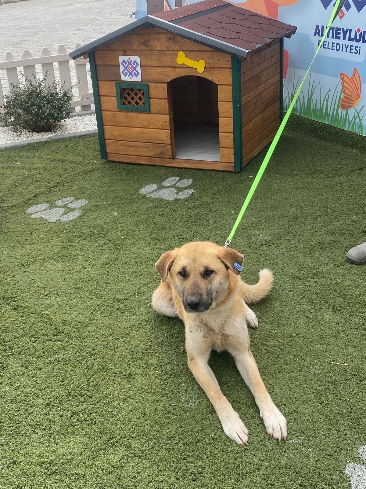 Altieylul Belçika Kurt Köpek Belçika Kurt Köpek, Balıkesir
