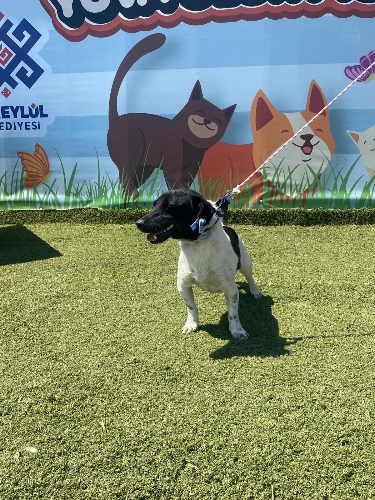 Altieylul Rus Finosu Köpek Rus Finosu Köpek, Balıkesir