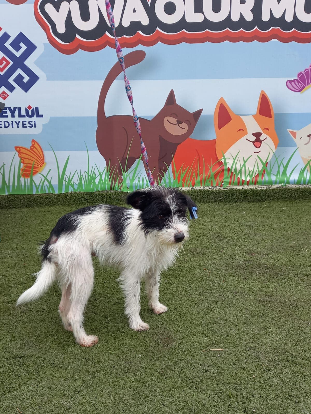 Altieylul Rus Finosu Köpek Rus Finosu Köpek, Balıkesir