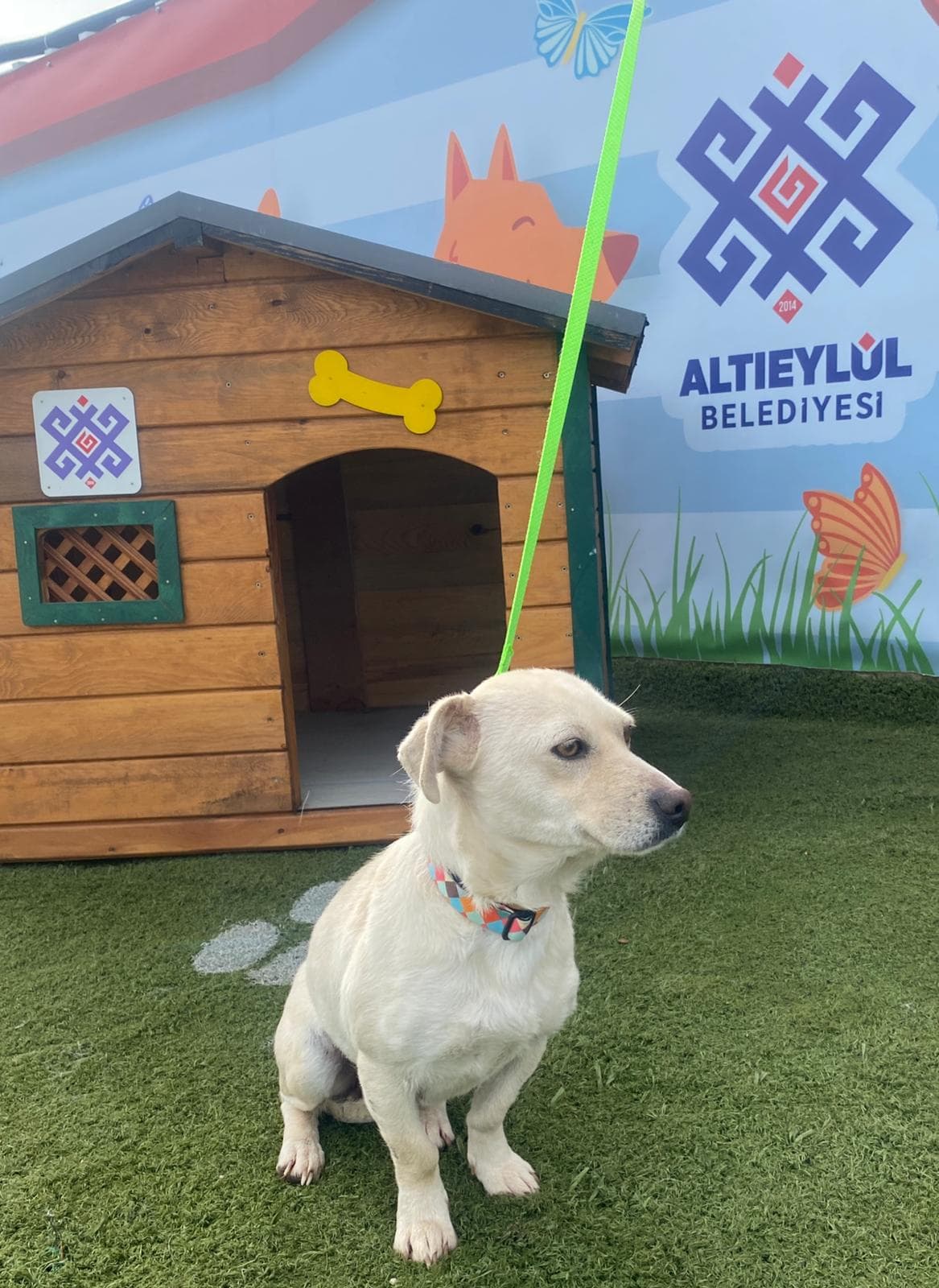 Altieylul Rus Finosu Köpek Rus Finosu Köpek, Balıkesir