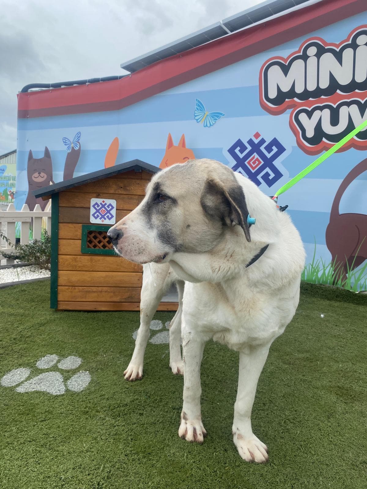 Altieylul Anadolu Çoban Köpek Anadolu Çoban Köpek, Balıkesir