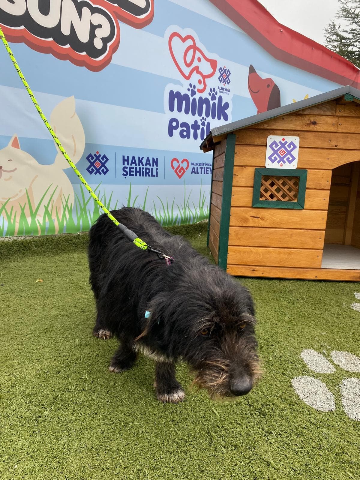 Altieylul Terrier Köpek Terrier Köpek, Balıkesir