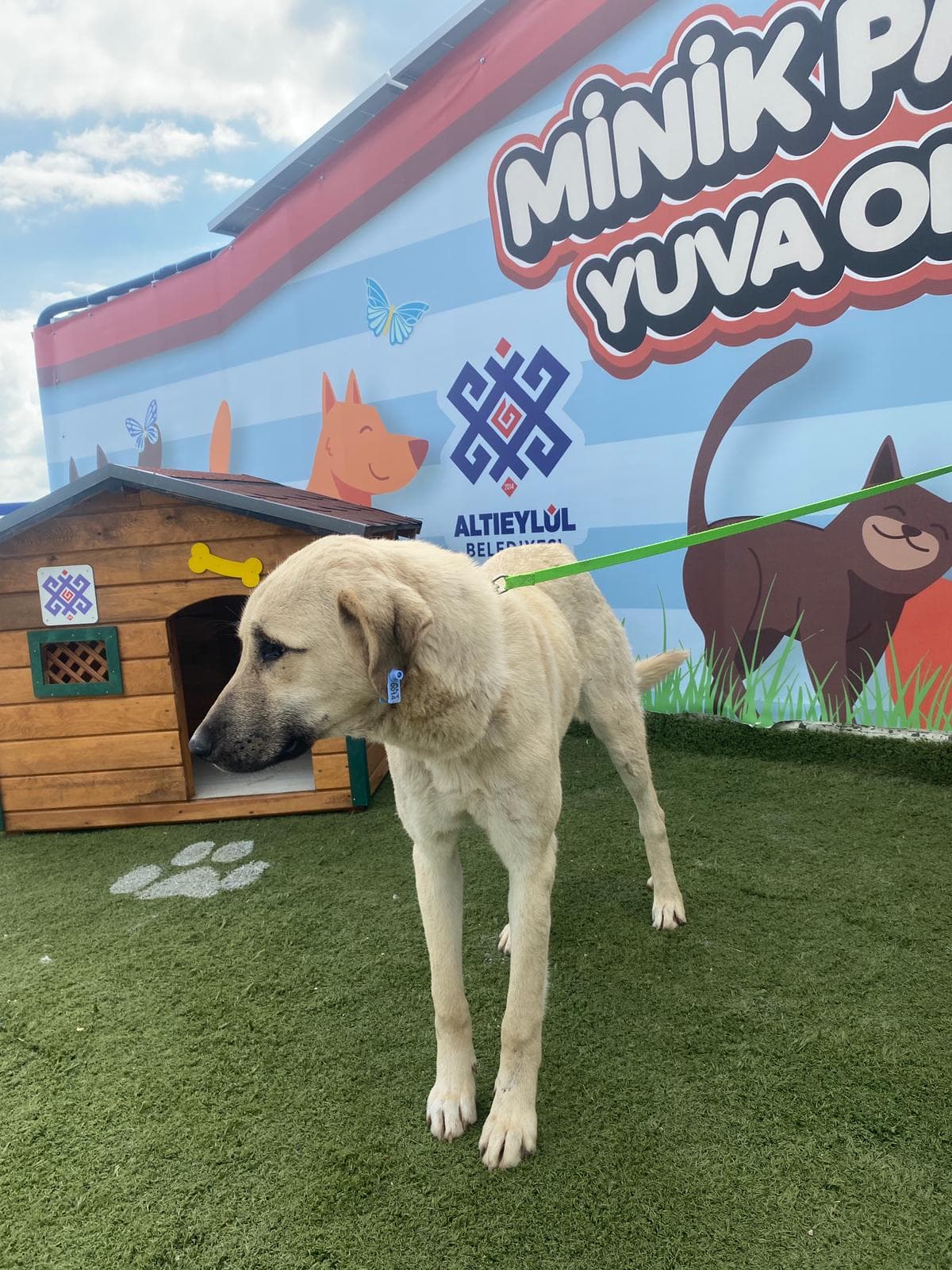 Altieylul Anadolu Çoban Köpek Anadolu Çoban Köpek, Balıkesir