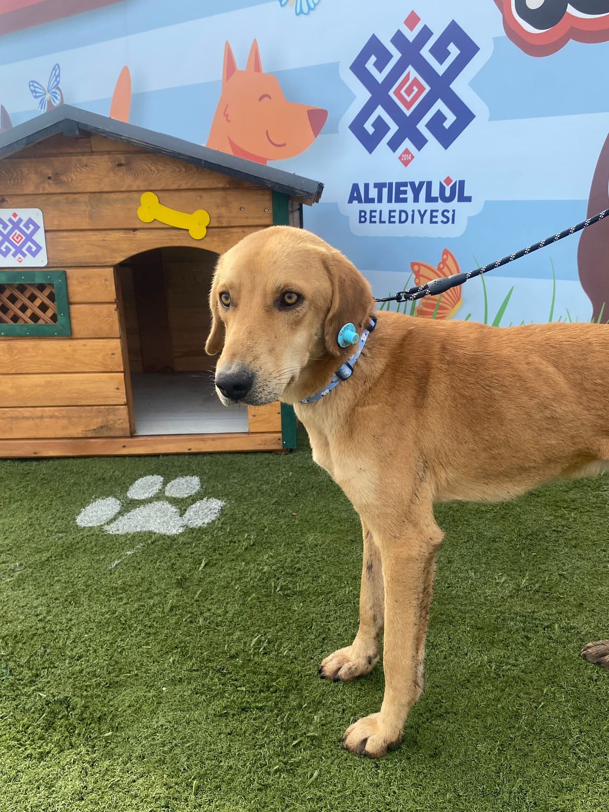 Altieylul Av Köpeği Köpek Av Köpeği Köpek, Balıkesir