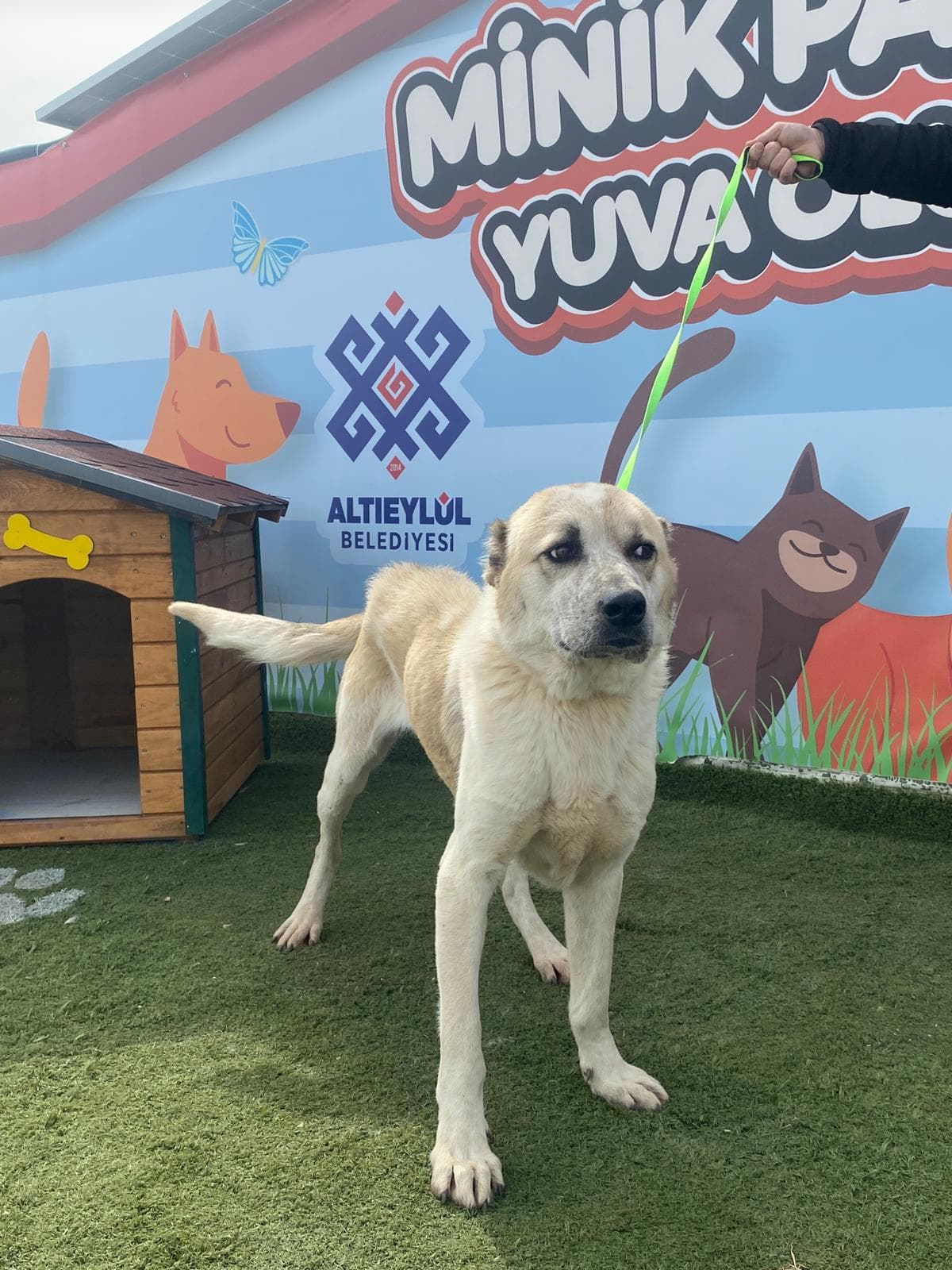 Altieylul Anadolu Çoban Köpek Anadolu Çoban Köpek, Balıkesir