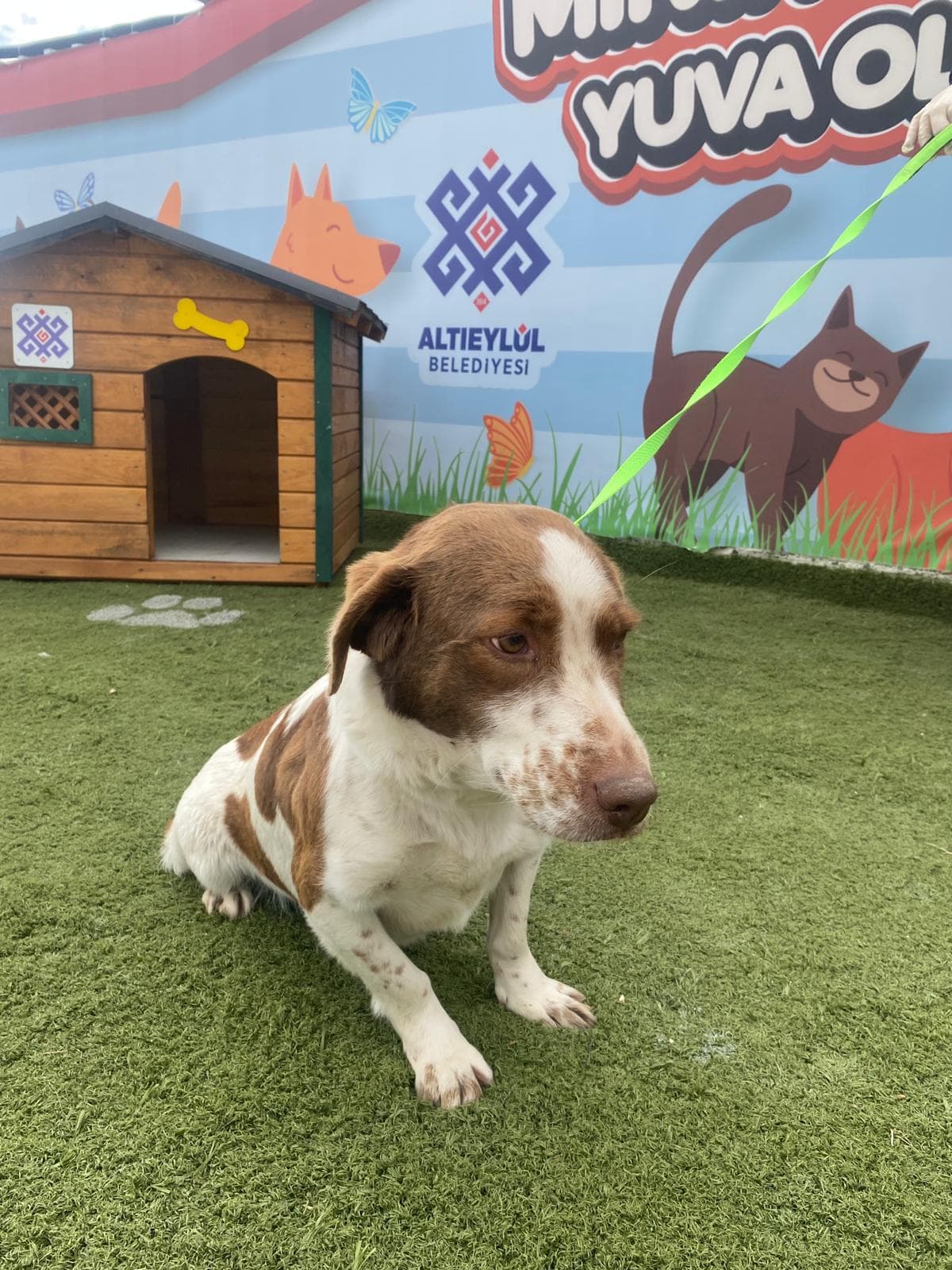 Altieylul Rus Finosu Köpek Rus Finosu Köpek, Balıkesir