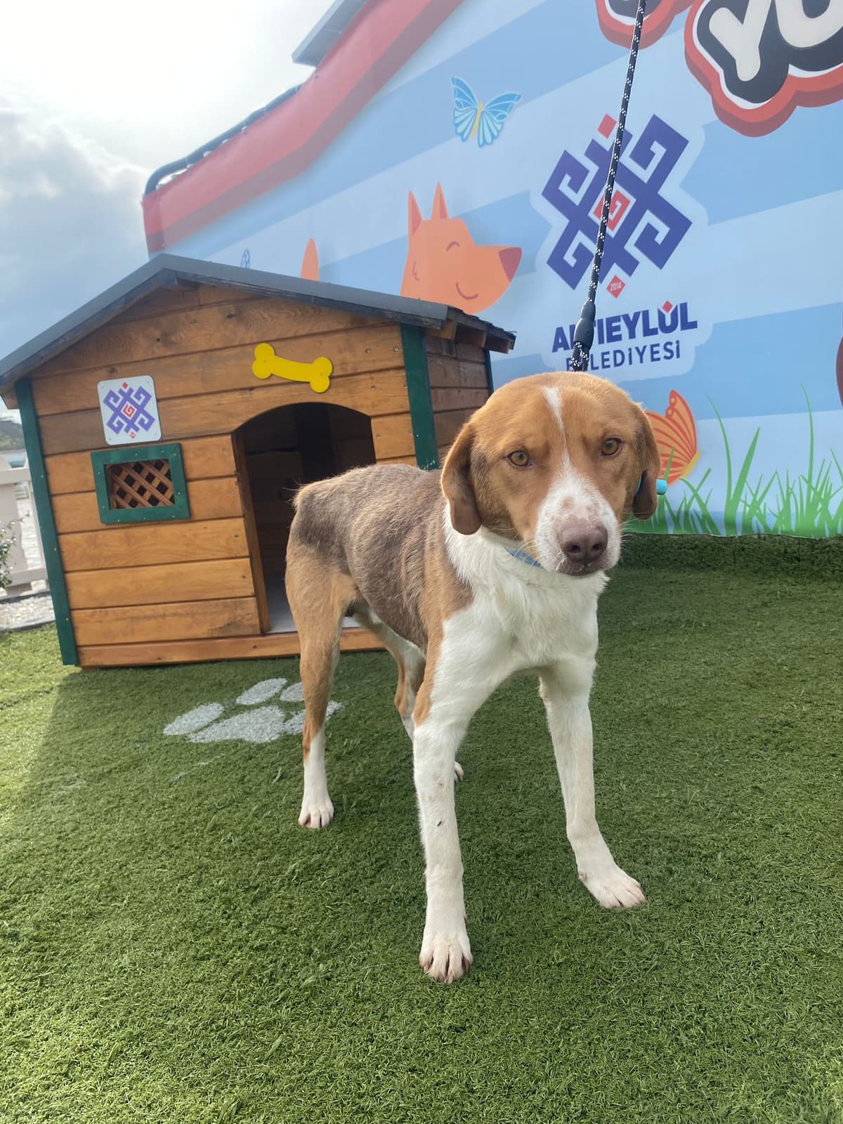 Altieylul Rus Finosu Köpek Rus Finosu Köpek, Balıkesir