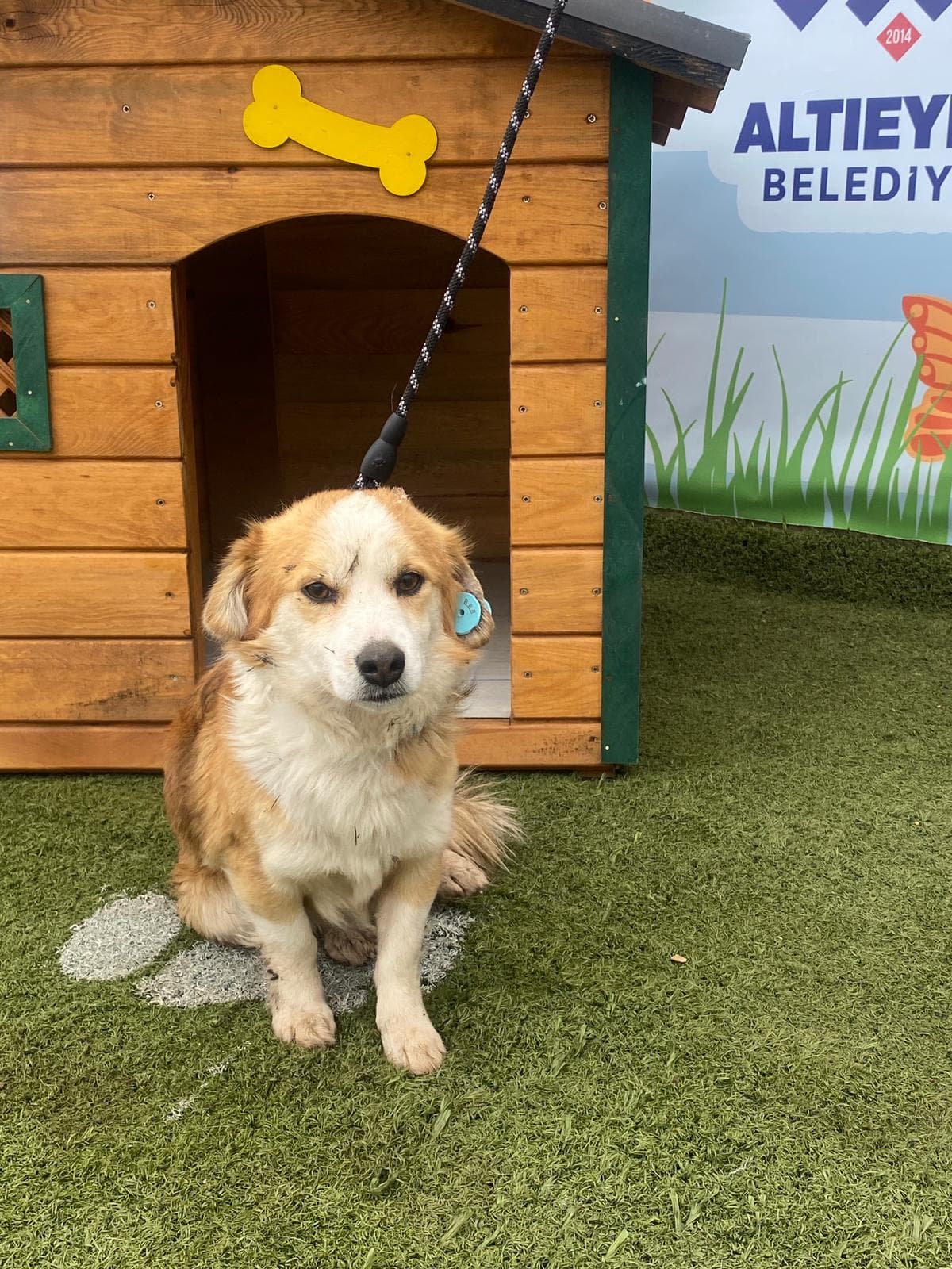 Altieylul Rus Finosu Köpek Rus Finosu Köpek, Balıkesir