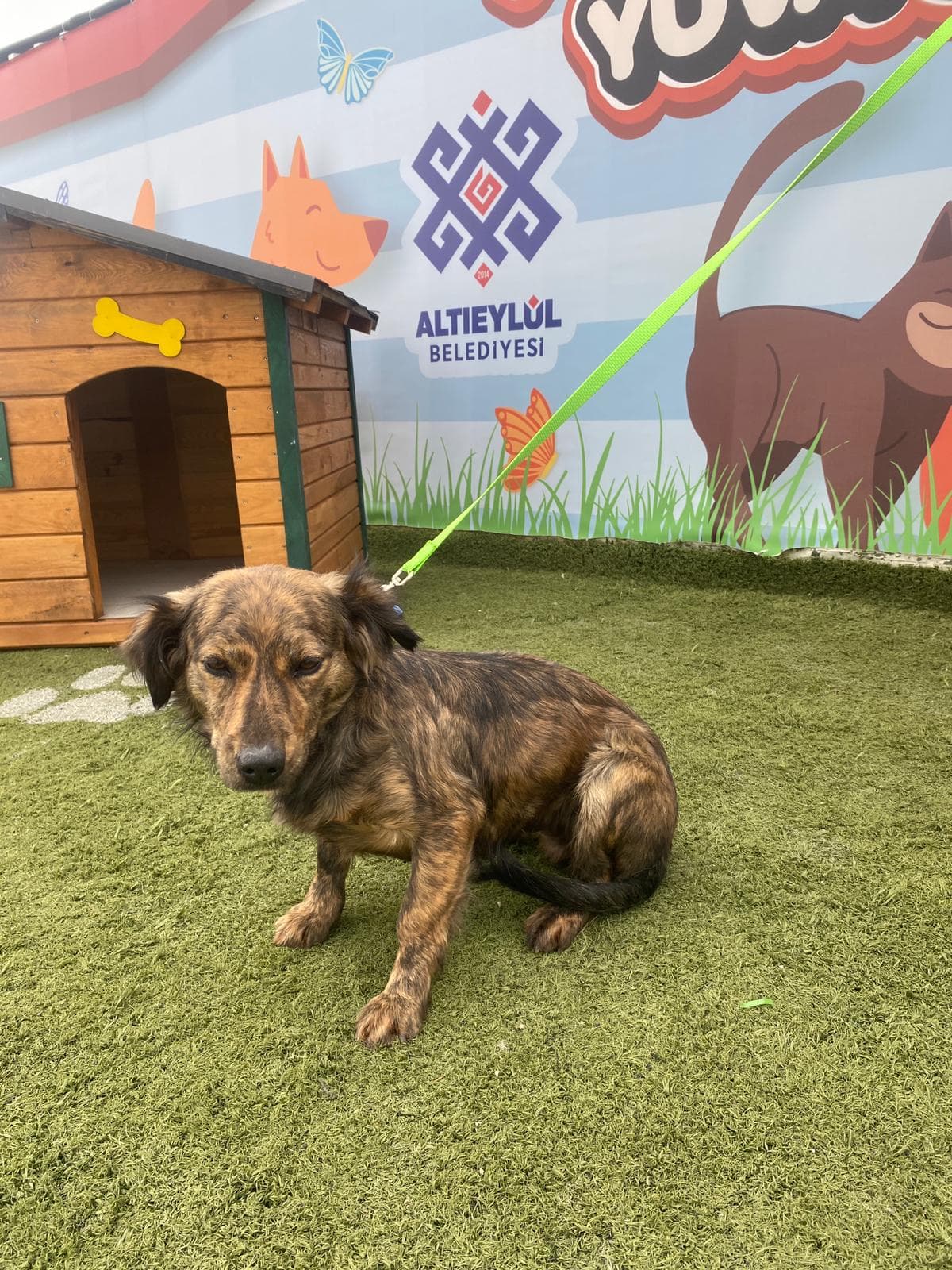 Altieylul Rus Finosu Köpek Rus Finosu Köpek, Balıkesir