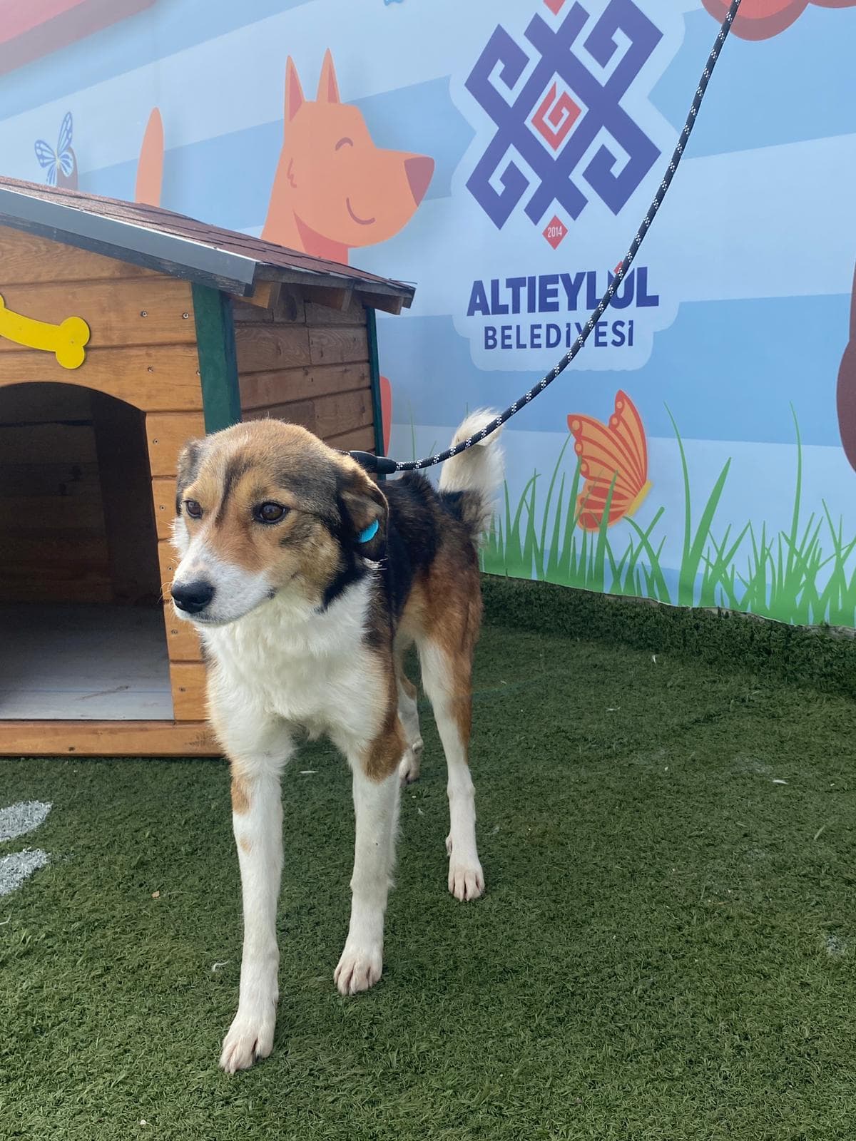 Altieylul Border Collie Köpek Border Collie Köpek, Balıkesir