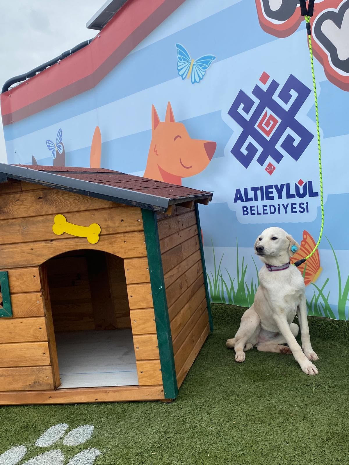 Altieylul Rus Finosu Köpek Rus Finosu Köpek, Balıkesir