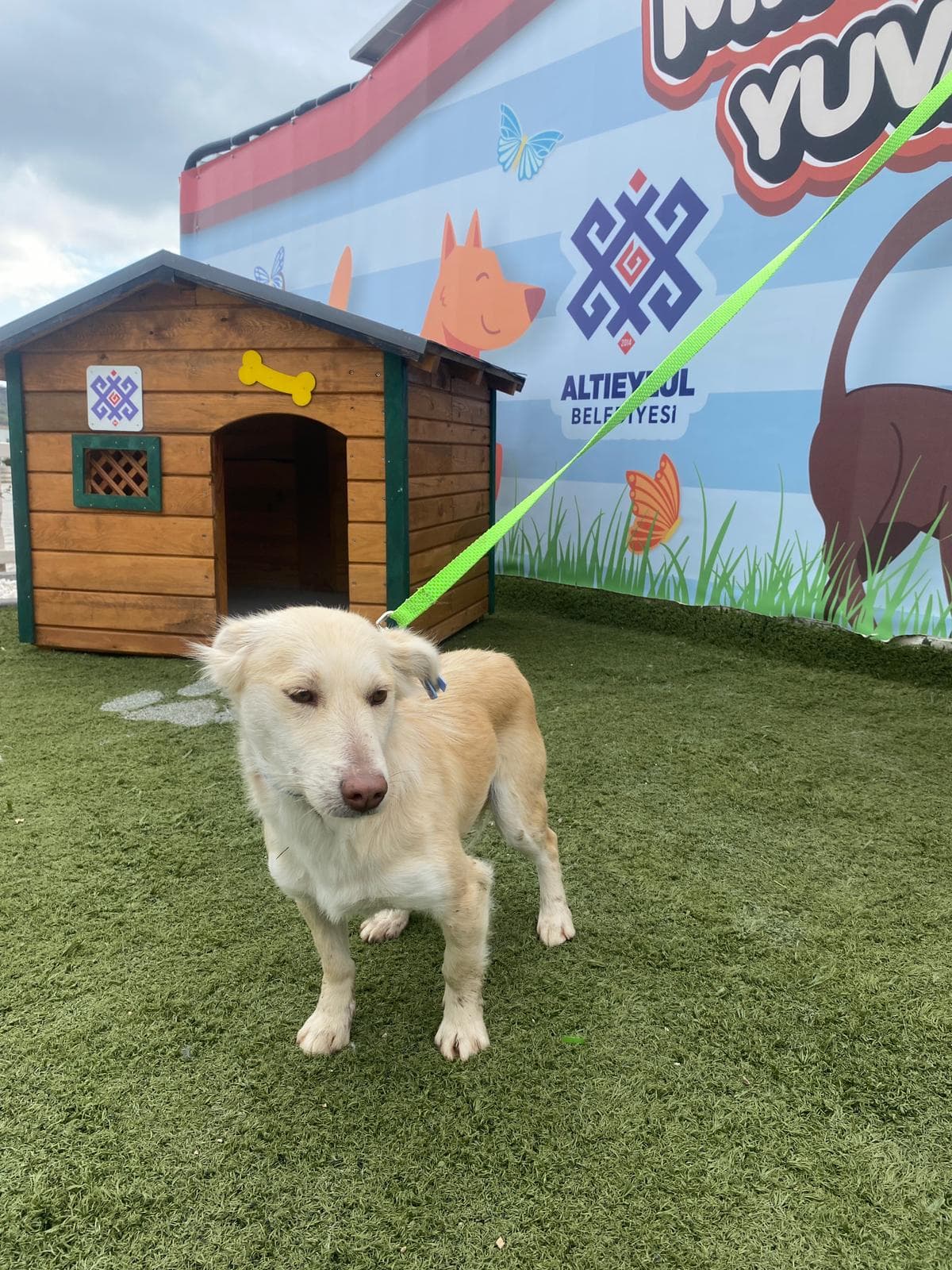 Altieylul Rus Finosu Köpek Rus Finosu Köpek, Balıkesir