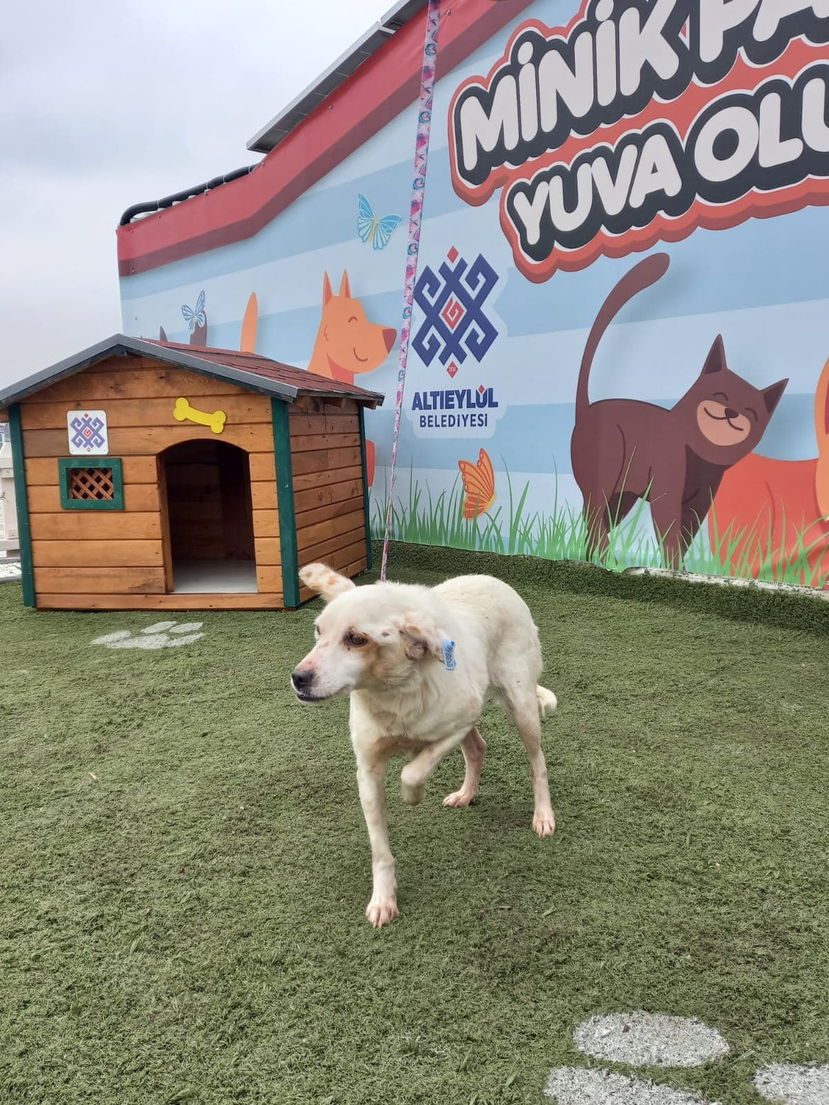 Altieylul Rus Finosu Köpek Rus Finosu Köpek, Balıkesir