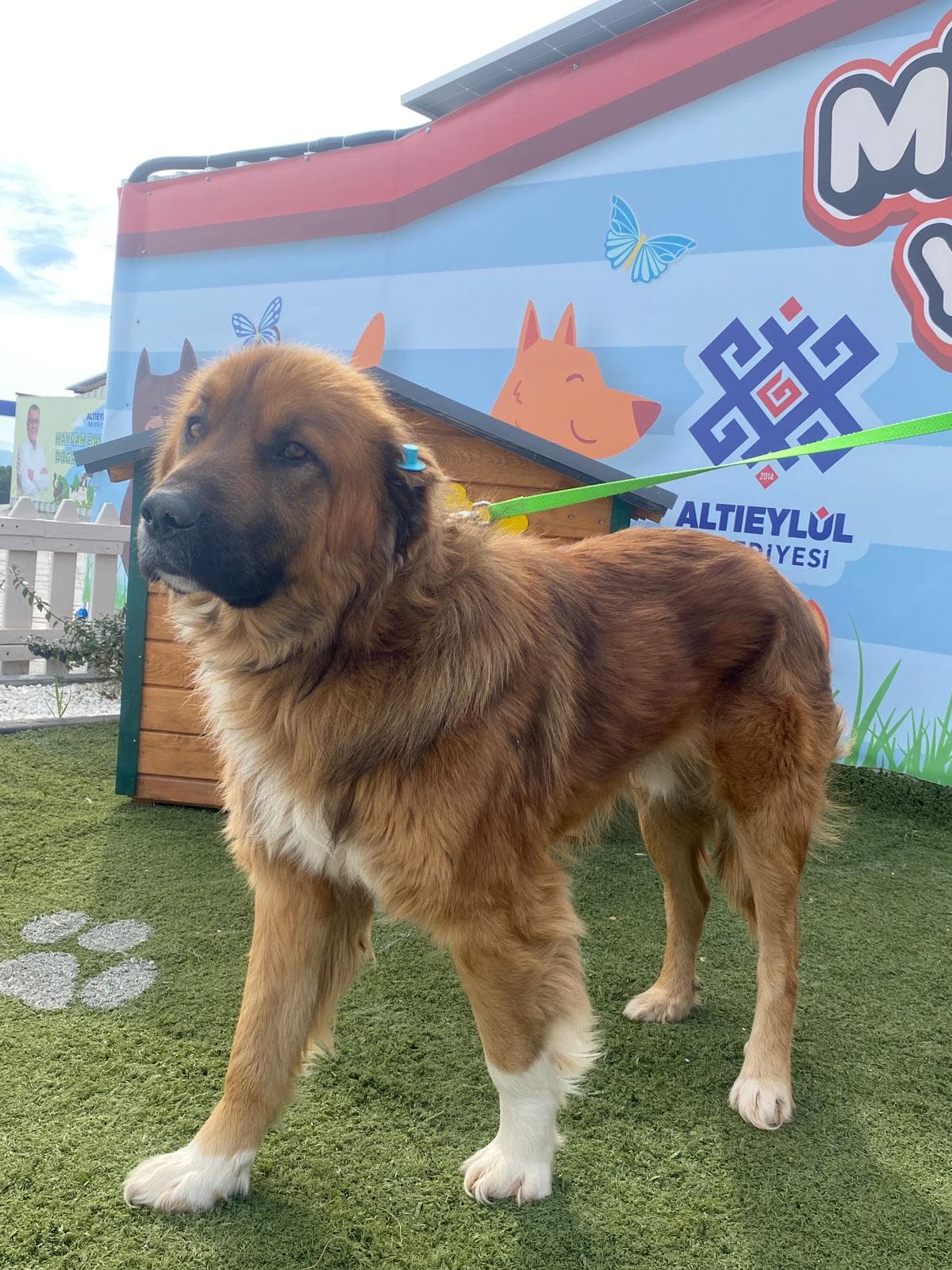 Altieylul Anadolu Çoban Köpek Anadolu Çoban Köpek, Balıkesir