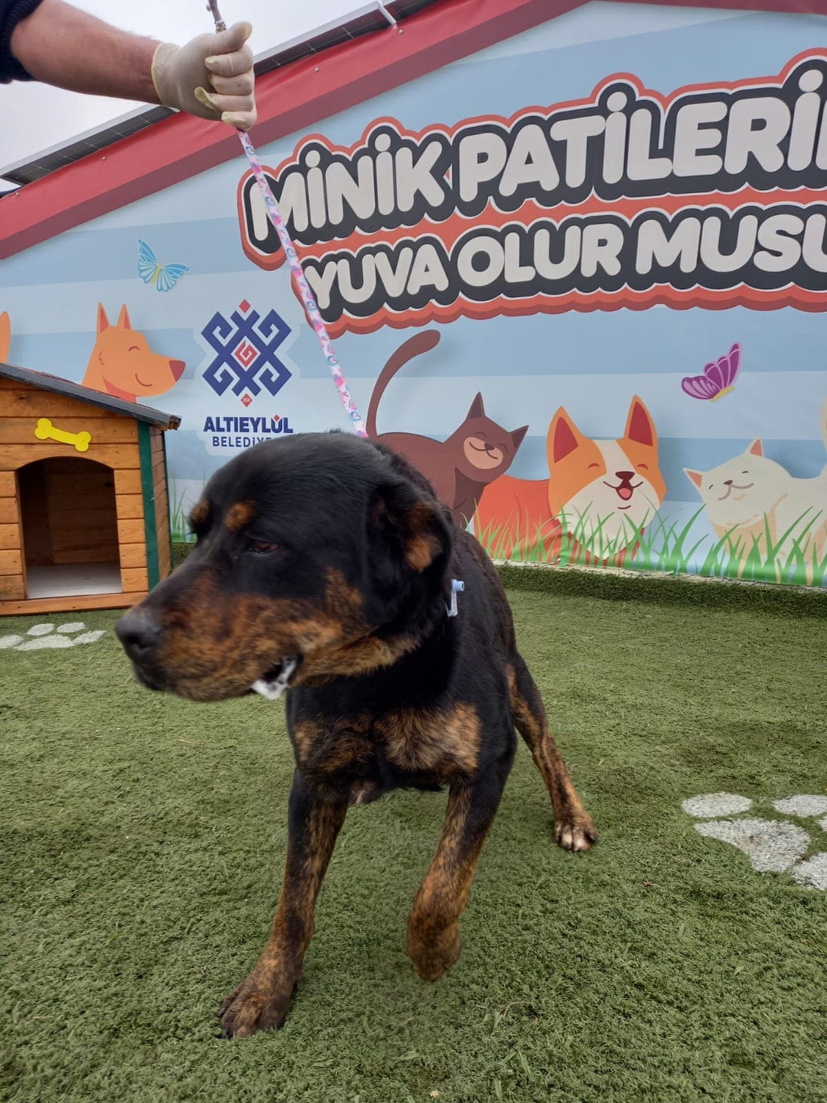 Altieylul Rottweiler Köpek Rottweiler Köpek, Balıkesir