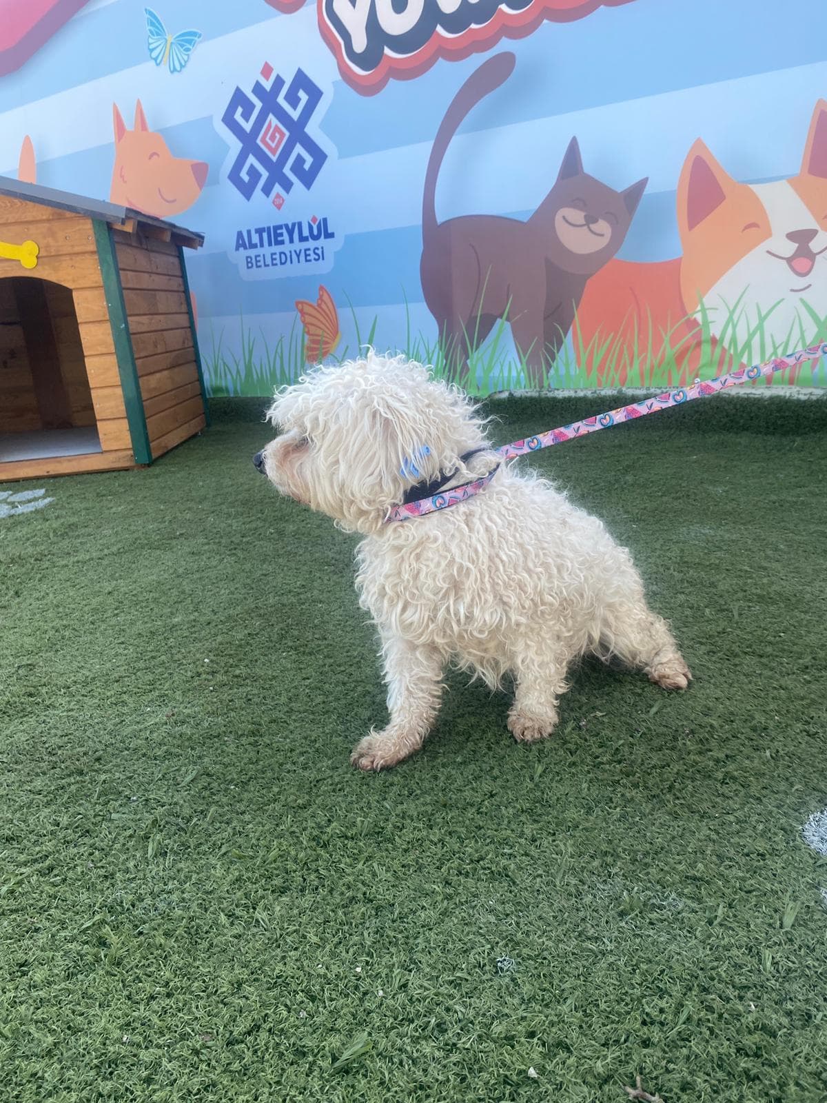 Altieylul Terrier Köpek Terrier Köpek, Balıkesir