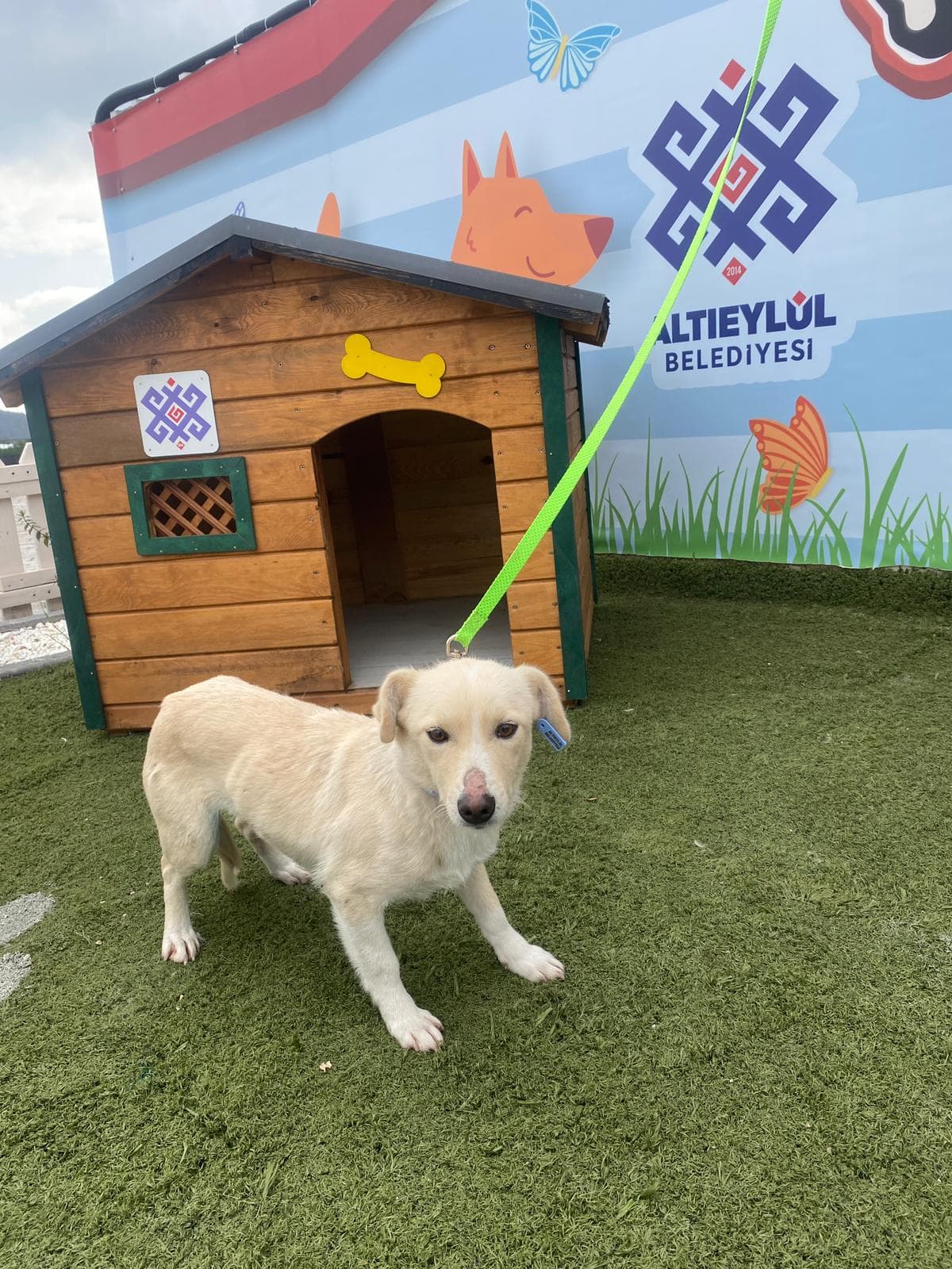 Altieylul Rus Finosu Köpek Rus Finosu Köpek, Balıkesir