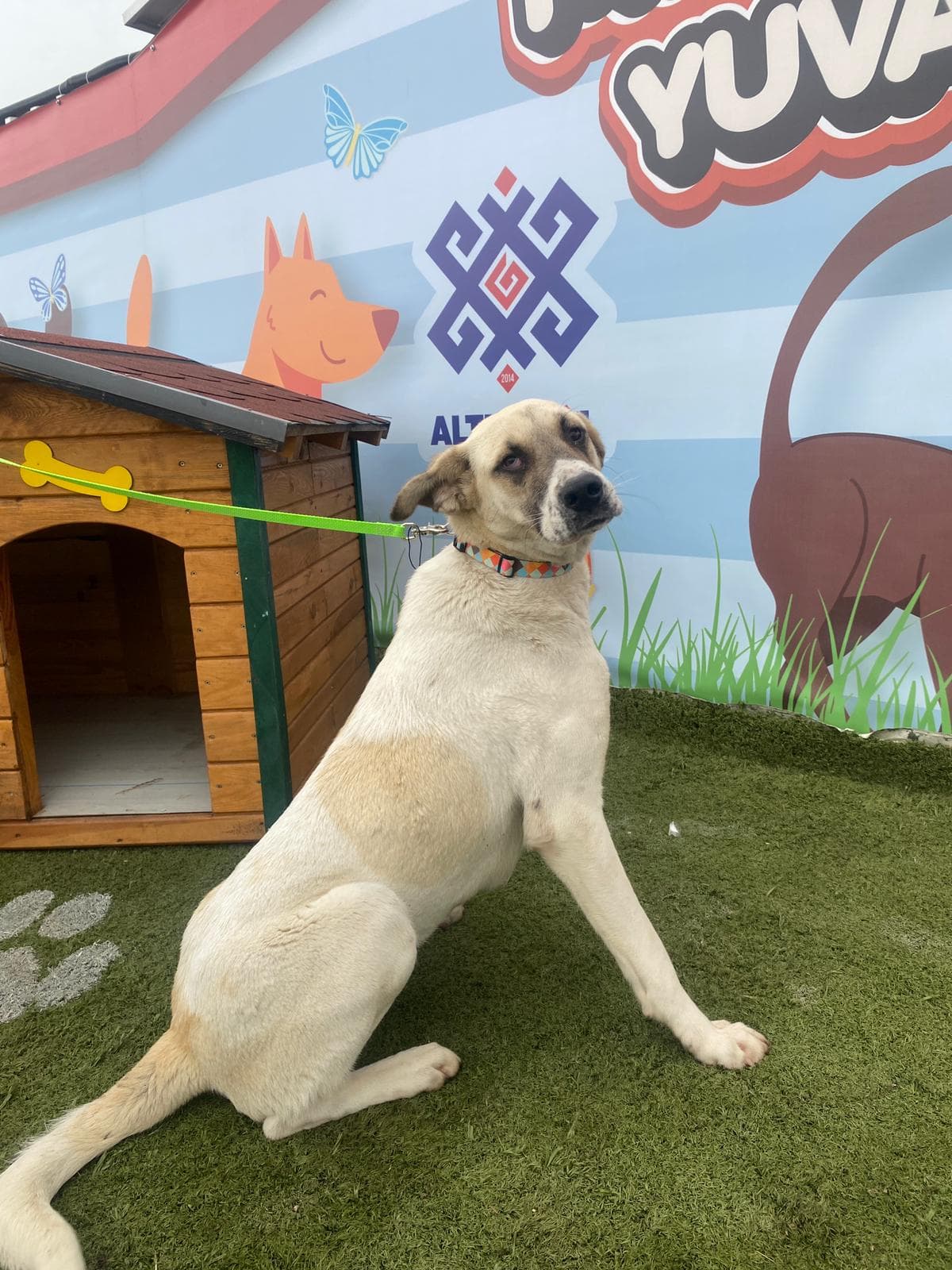 Altieylul Anadolu Çoban Köpek Anadolu Çoban Köpek, Balıkesir