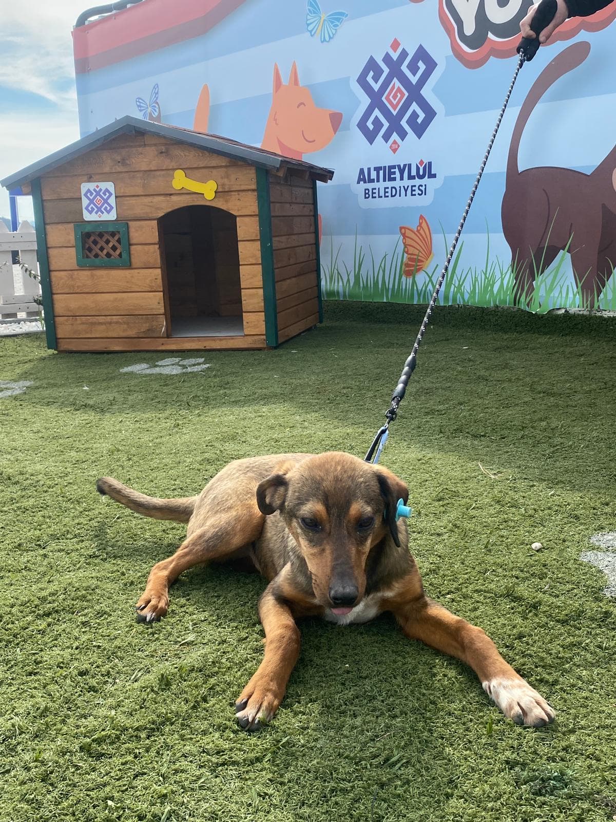 Altieylul Alman Kurt Köpek Alman Kurt Köpek, Balıkesir
