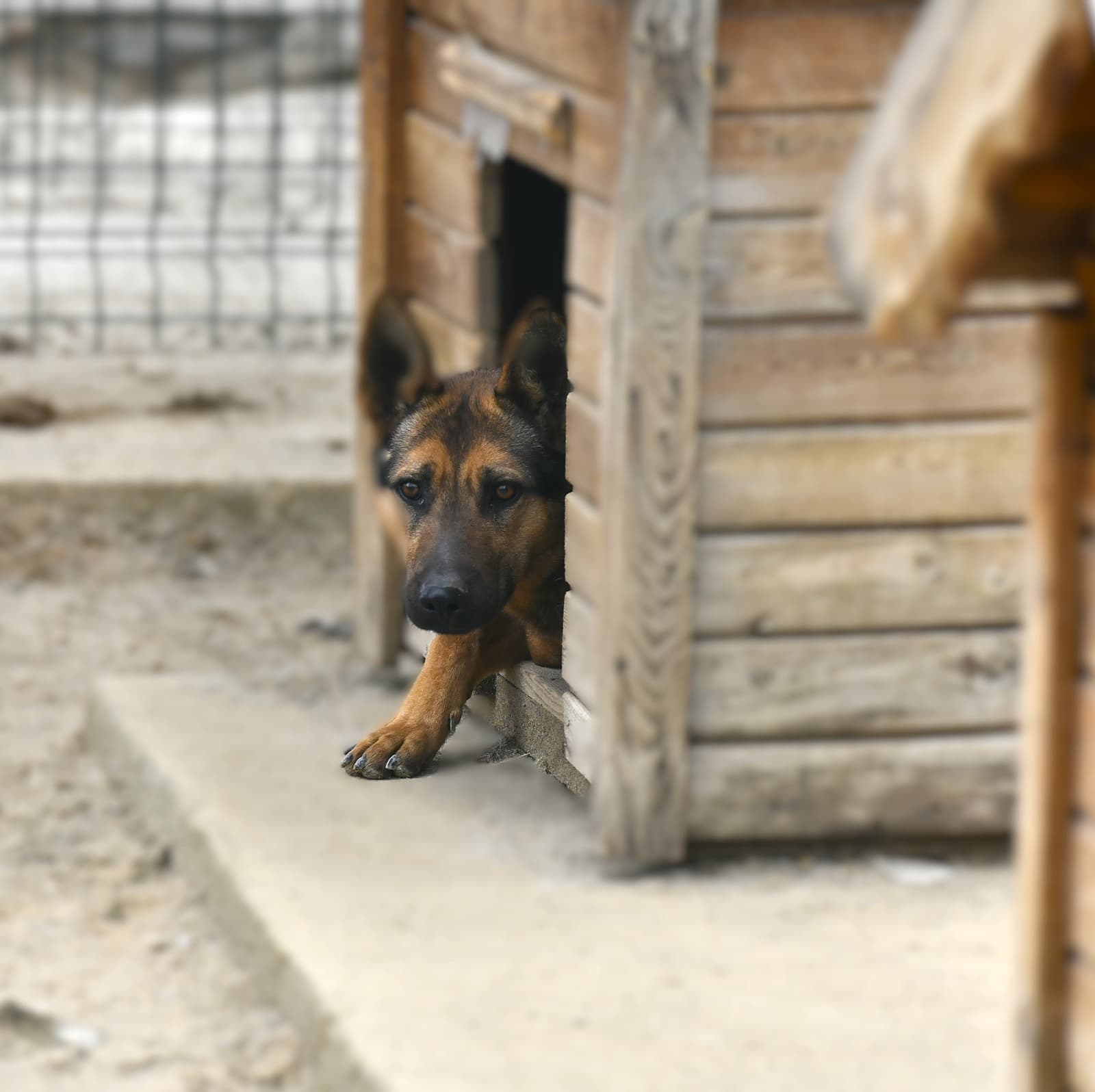 SAHİPSİZ CAN DOSTUMUZ Melez Köpek, Ankara