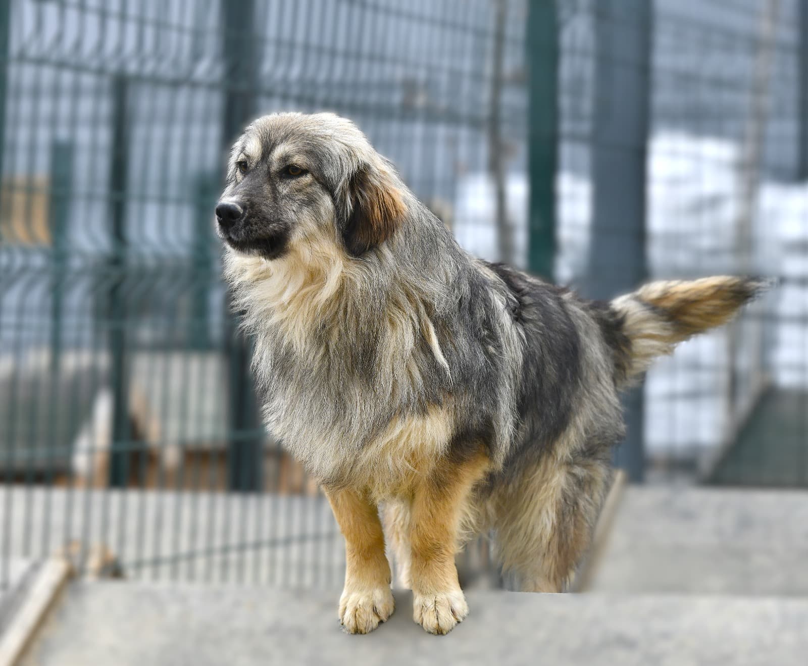 ÇILGIN Melez Köpek, Ankara