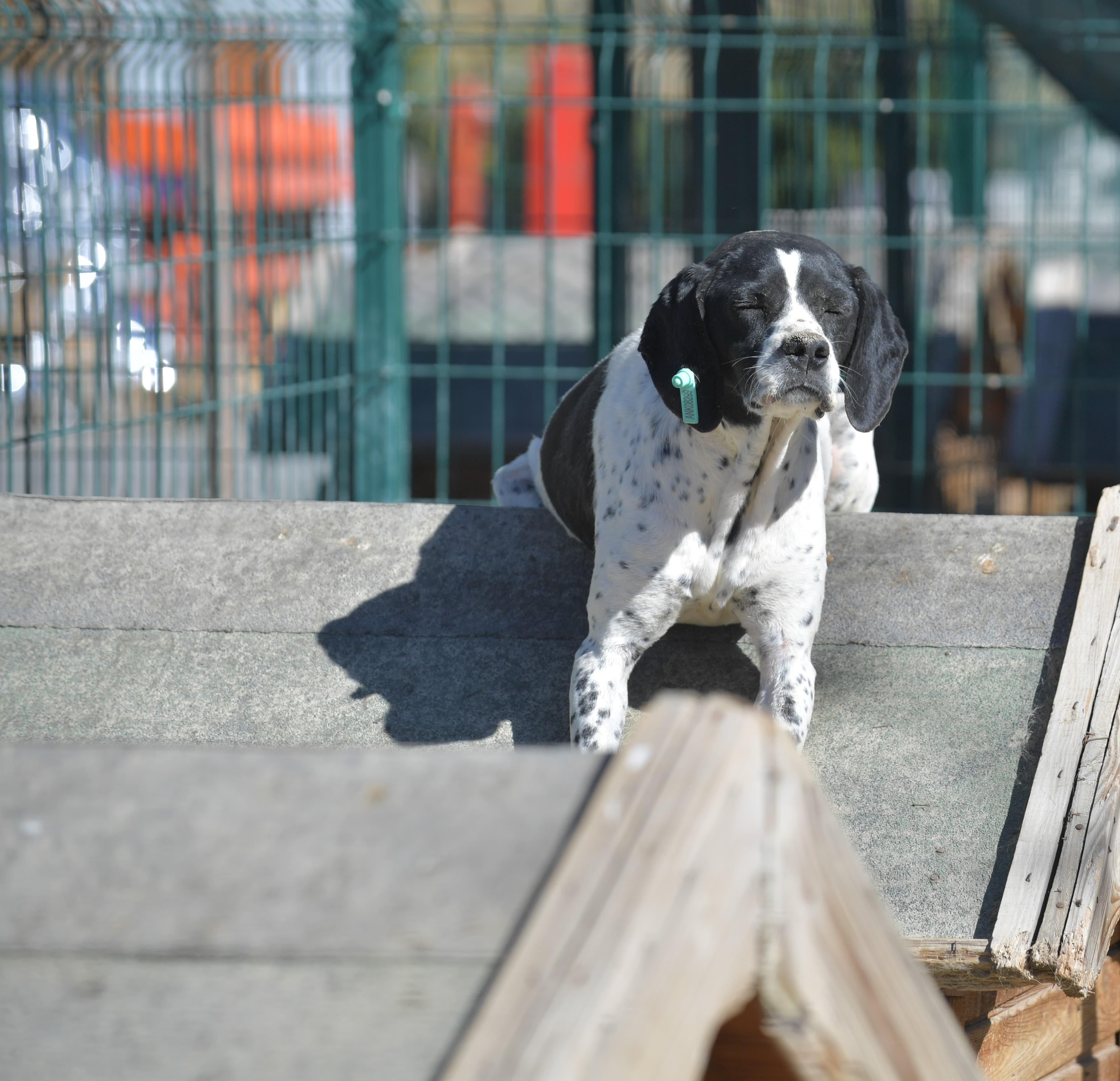 DEYZİ Melez Köpek fotoğrafı