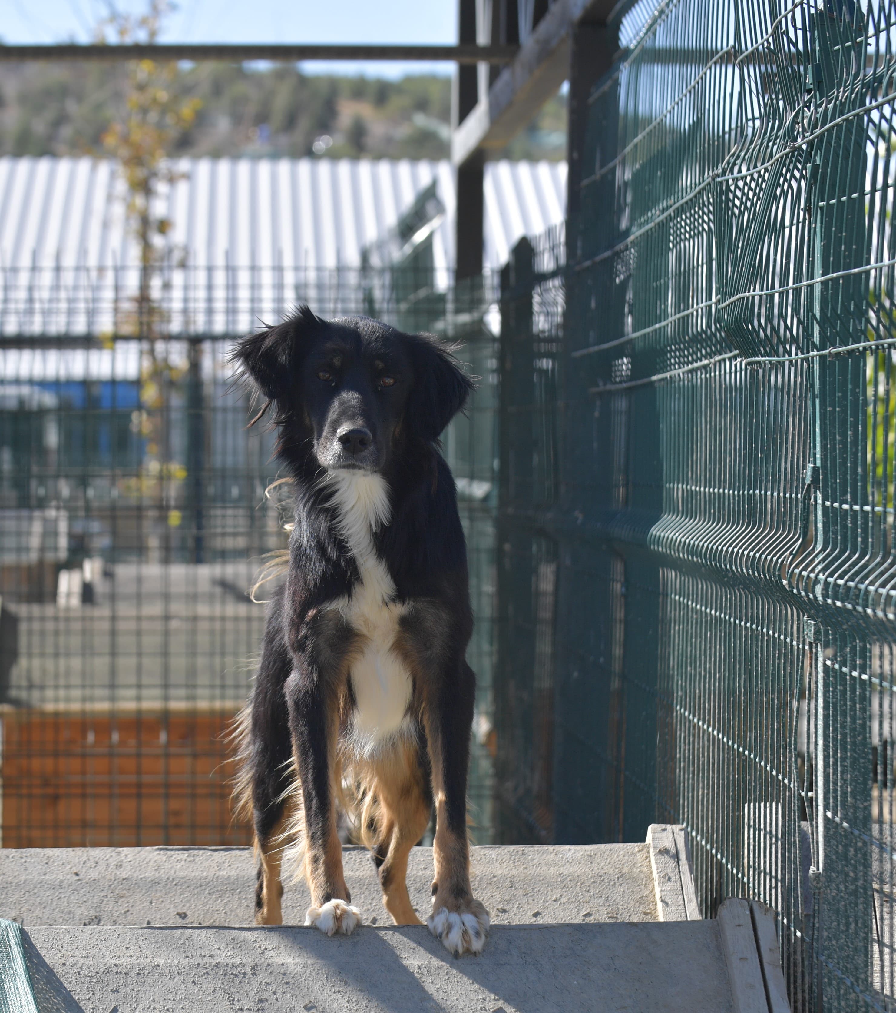 KARAM Melez Köpek fotoğrafı