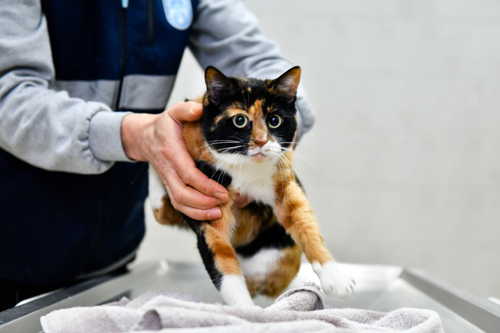 Yuva Bekleyen Kedi Melez Kedi, Ankara