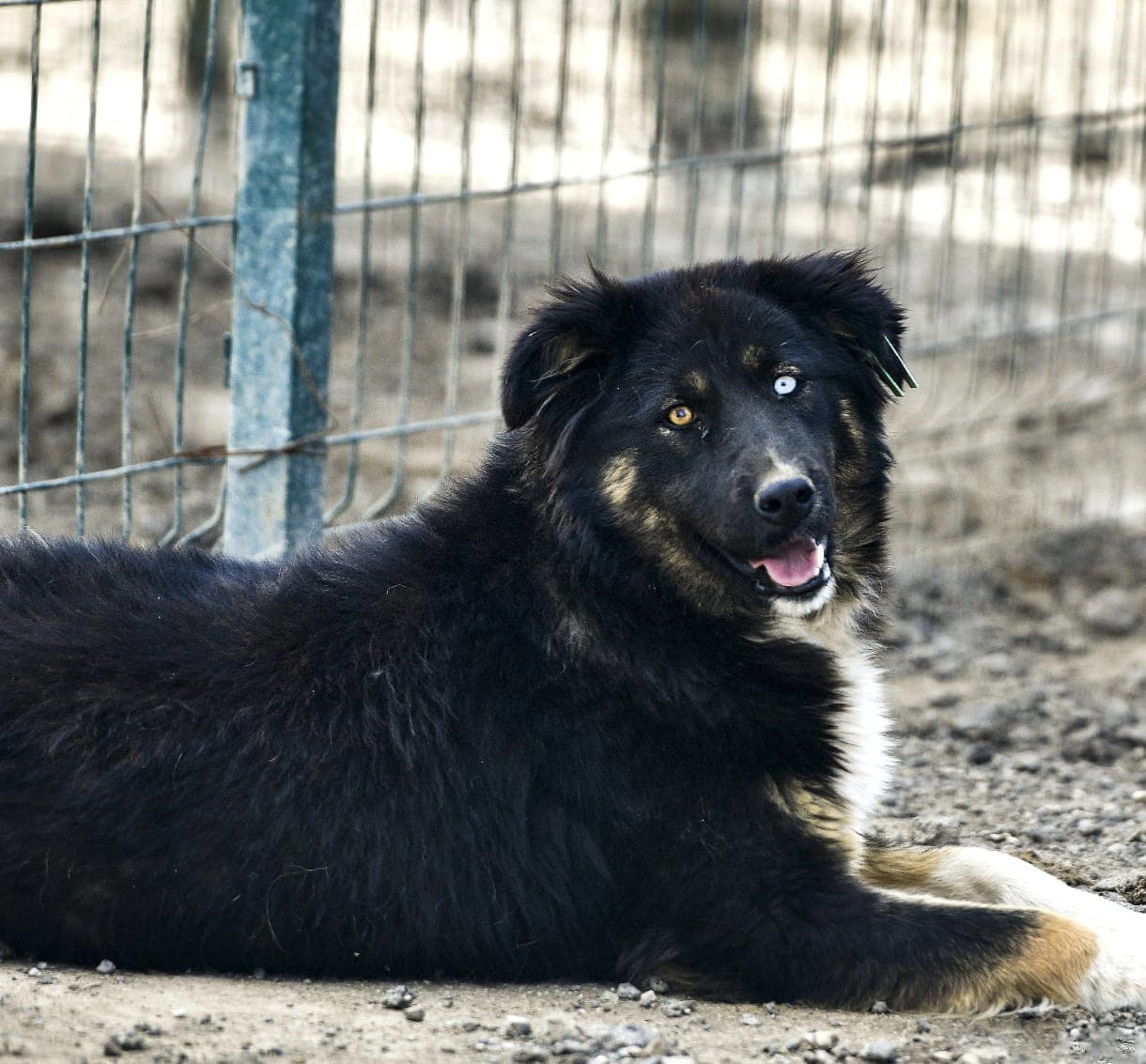 MERKÜR Melez Köpek fotoğrafı