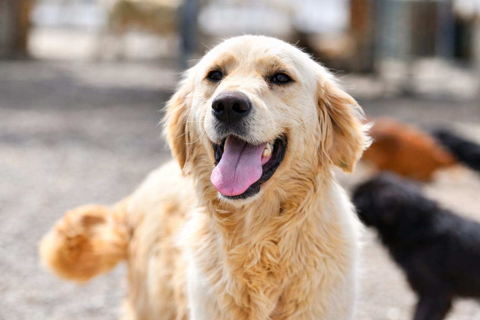 PARLA Melez Köpek fotoğrafı
