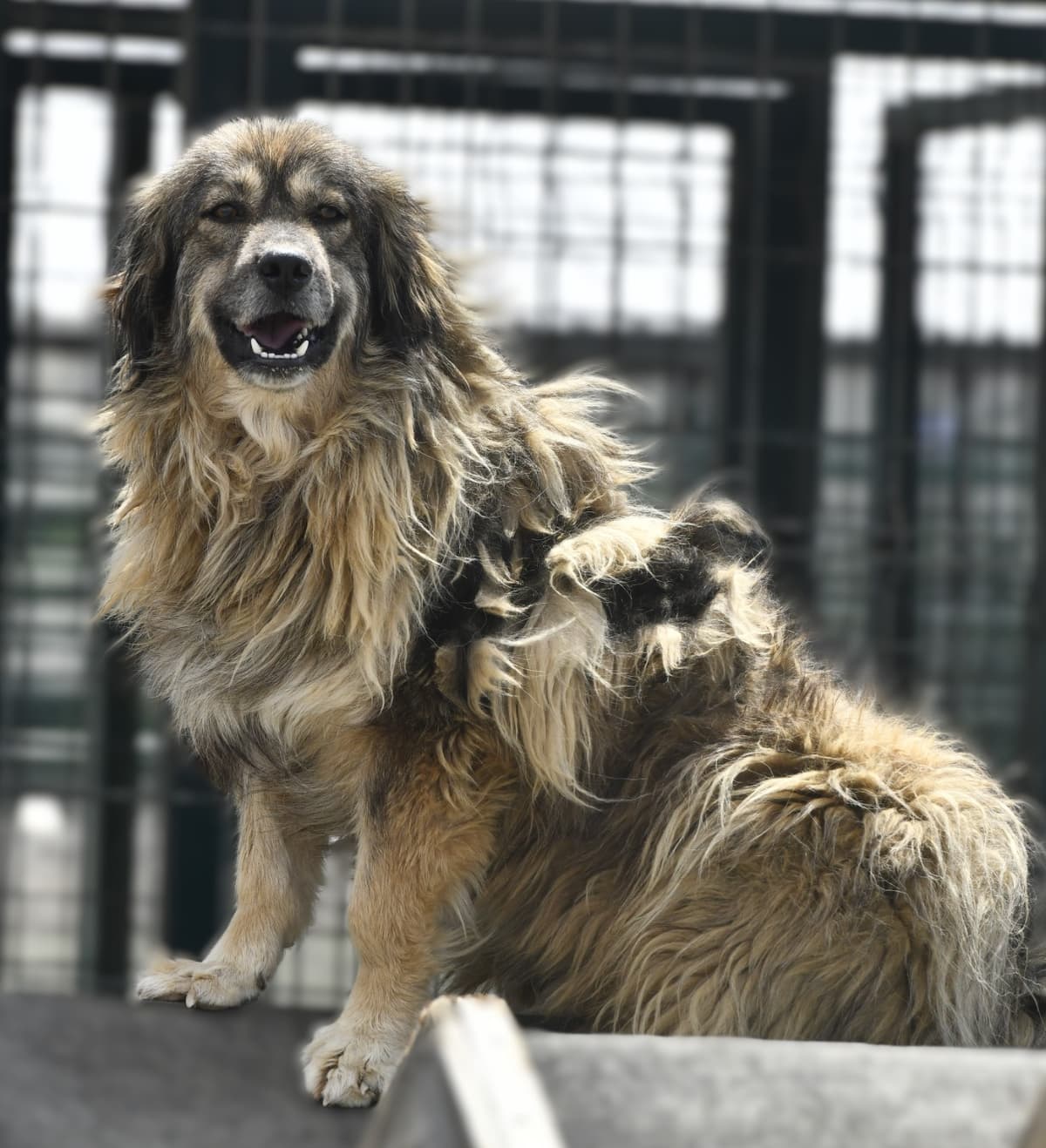 Çılgın Melez Köpek, Ankara