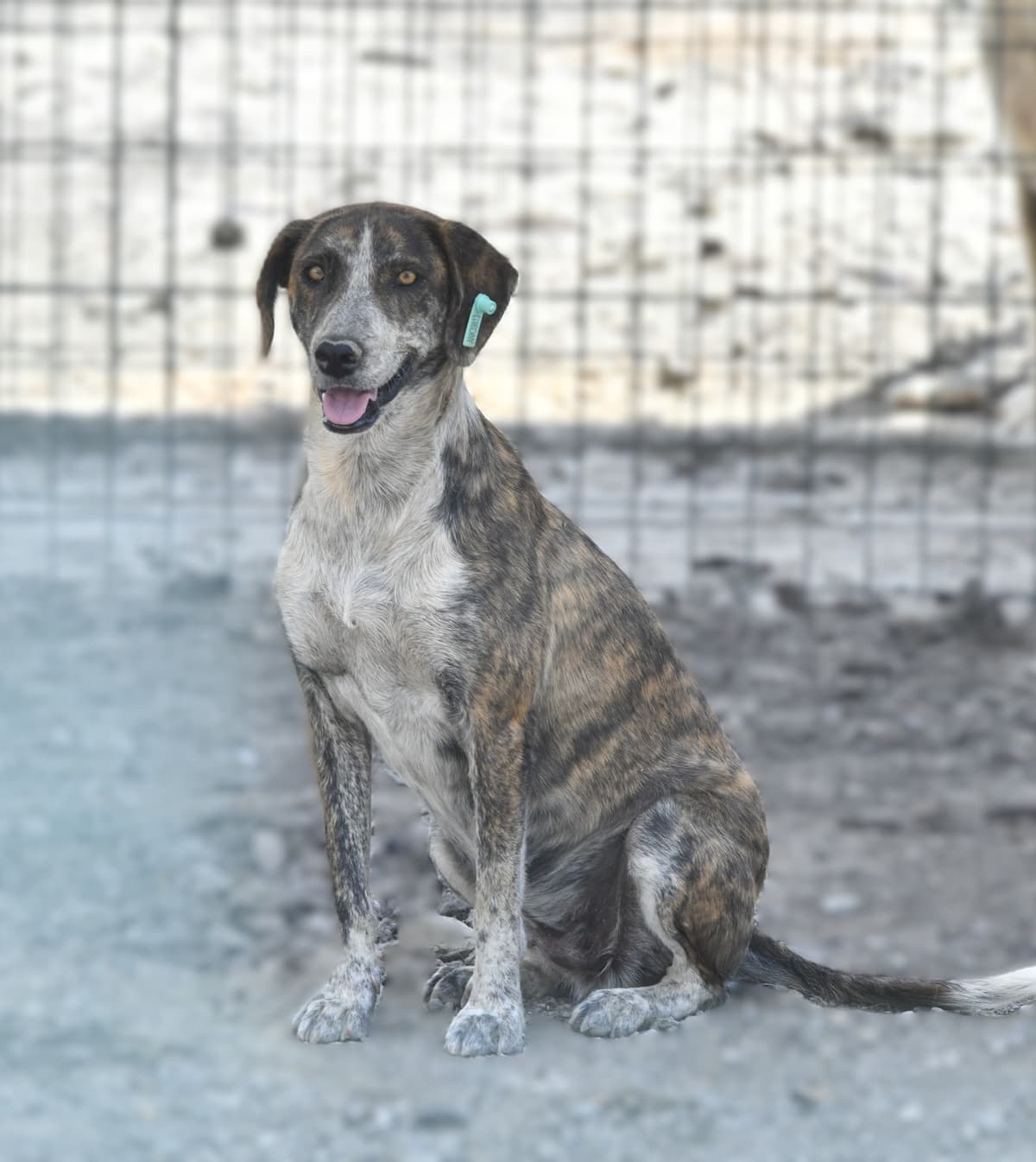 Kırçıl Melez Köpek, Ankara