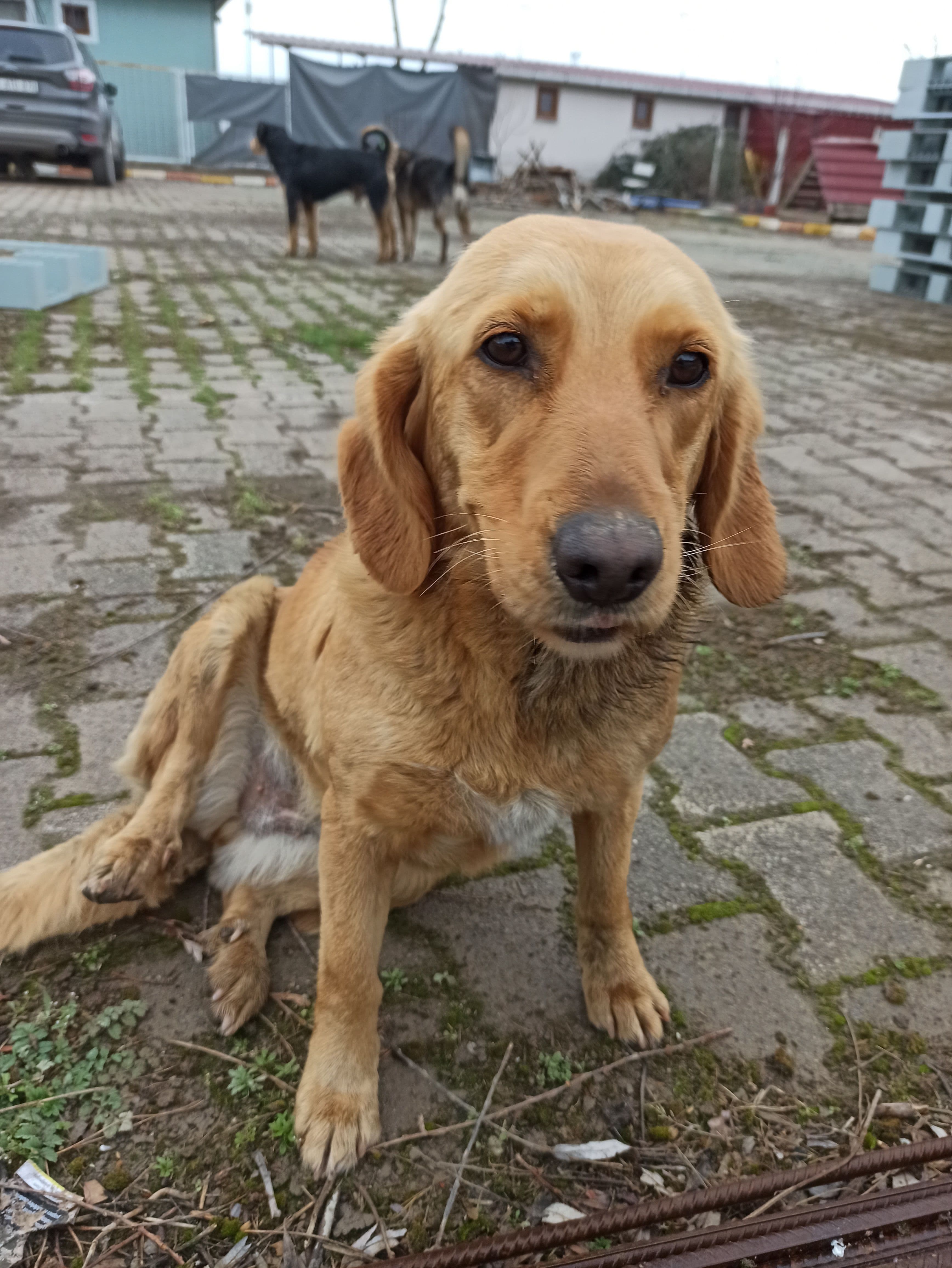 KARAMEL Melez Köpek fotoğrafı