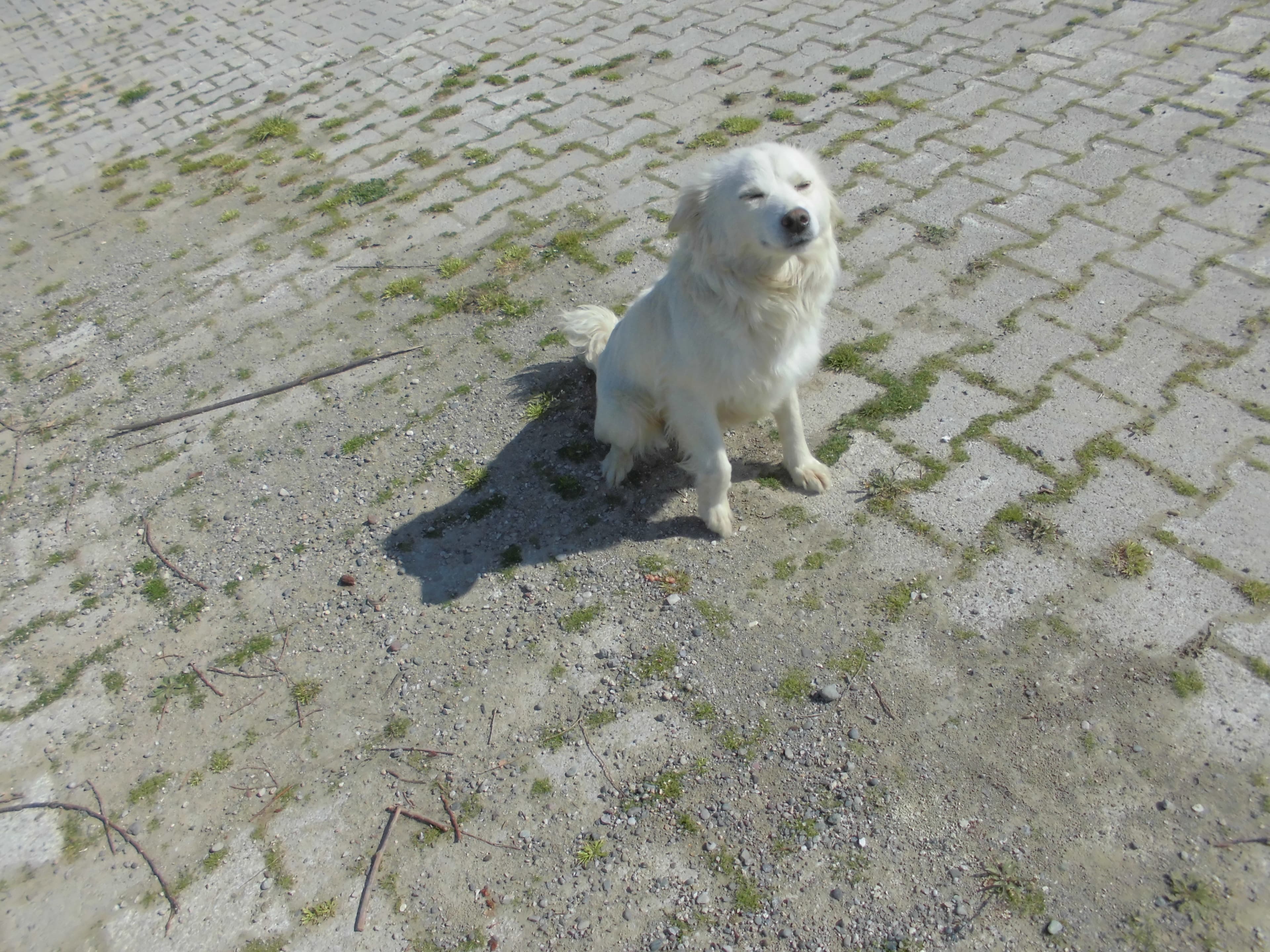 ŞEKER Melez Köpek fotoğrafı