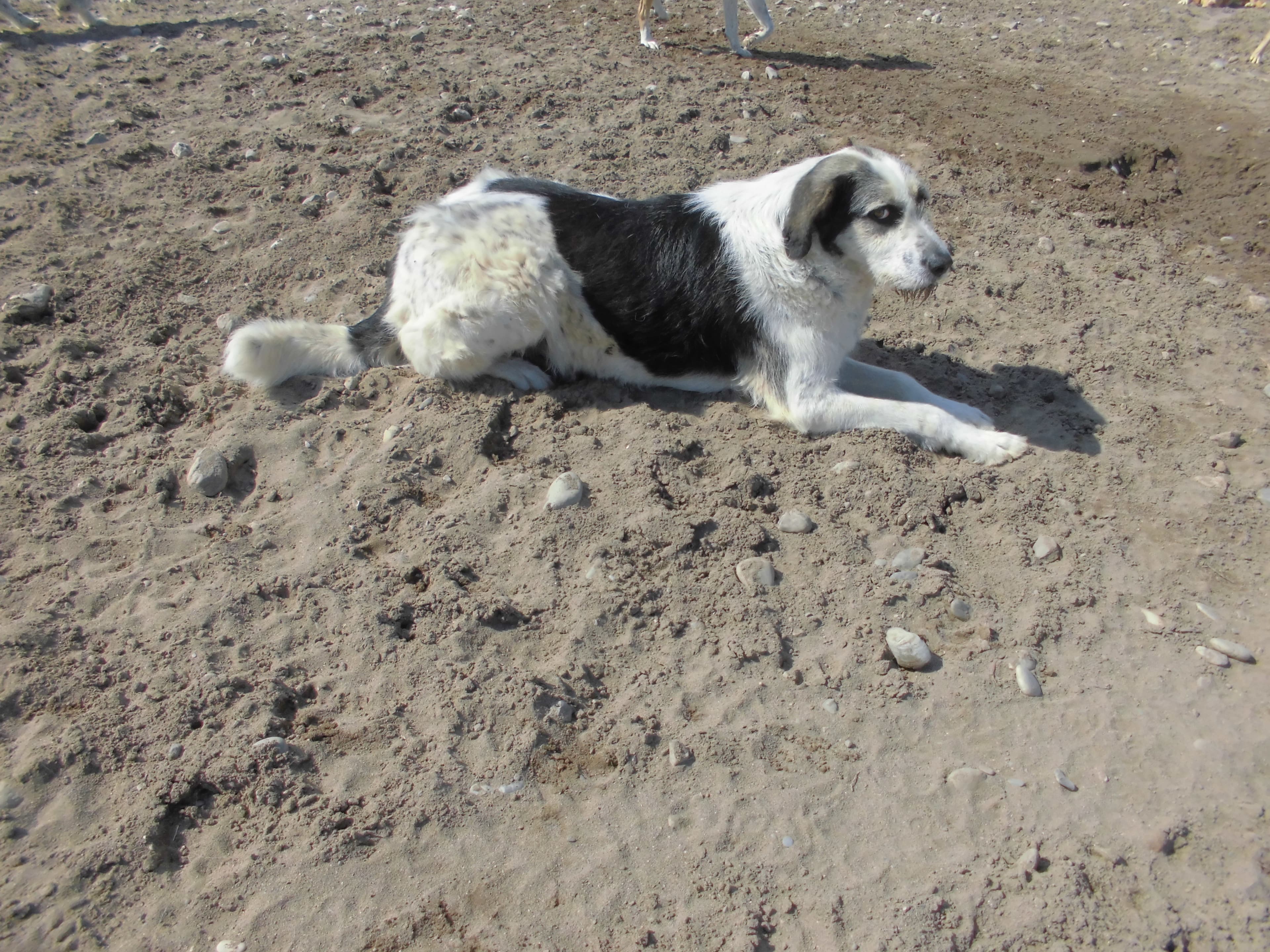 LUNA Melez Köpek fotoğrafı