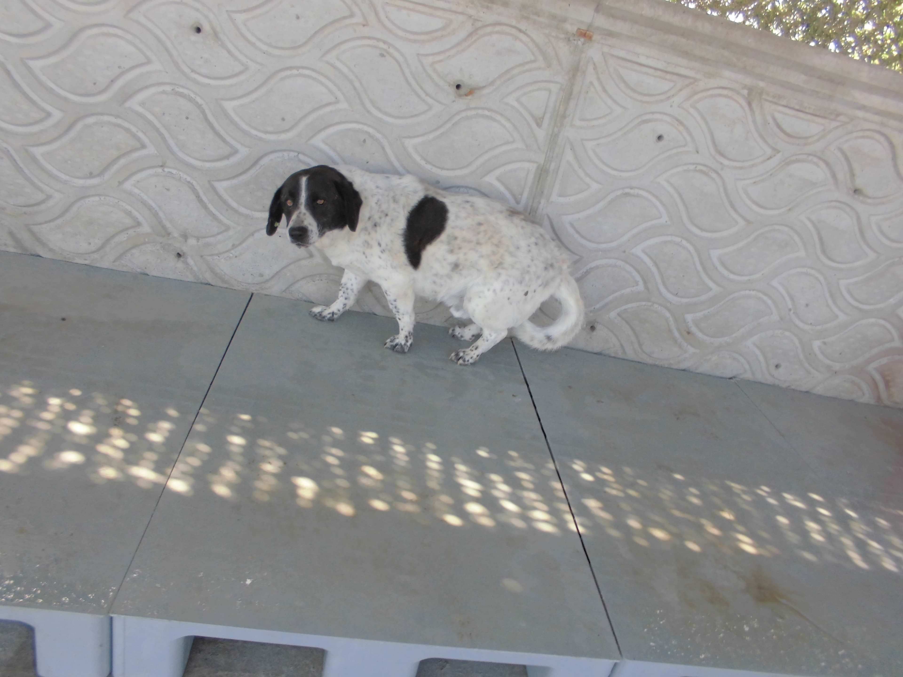 BONCUK Melez Köpek fotoğrafı