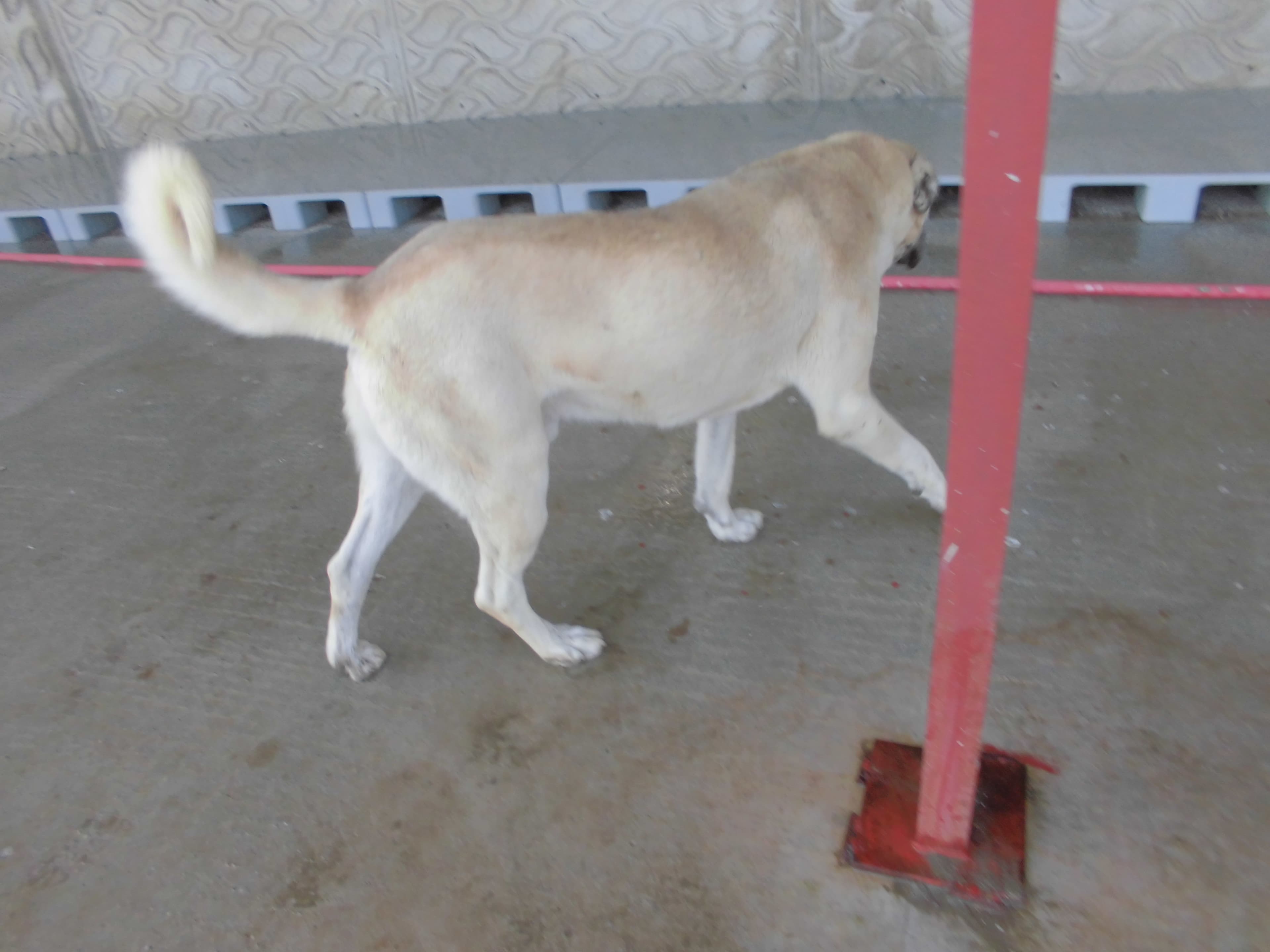 ATEŞ Kangal Köpek fotoğrafı