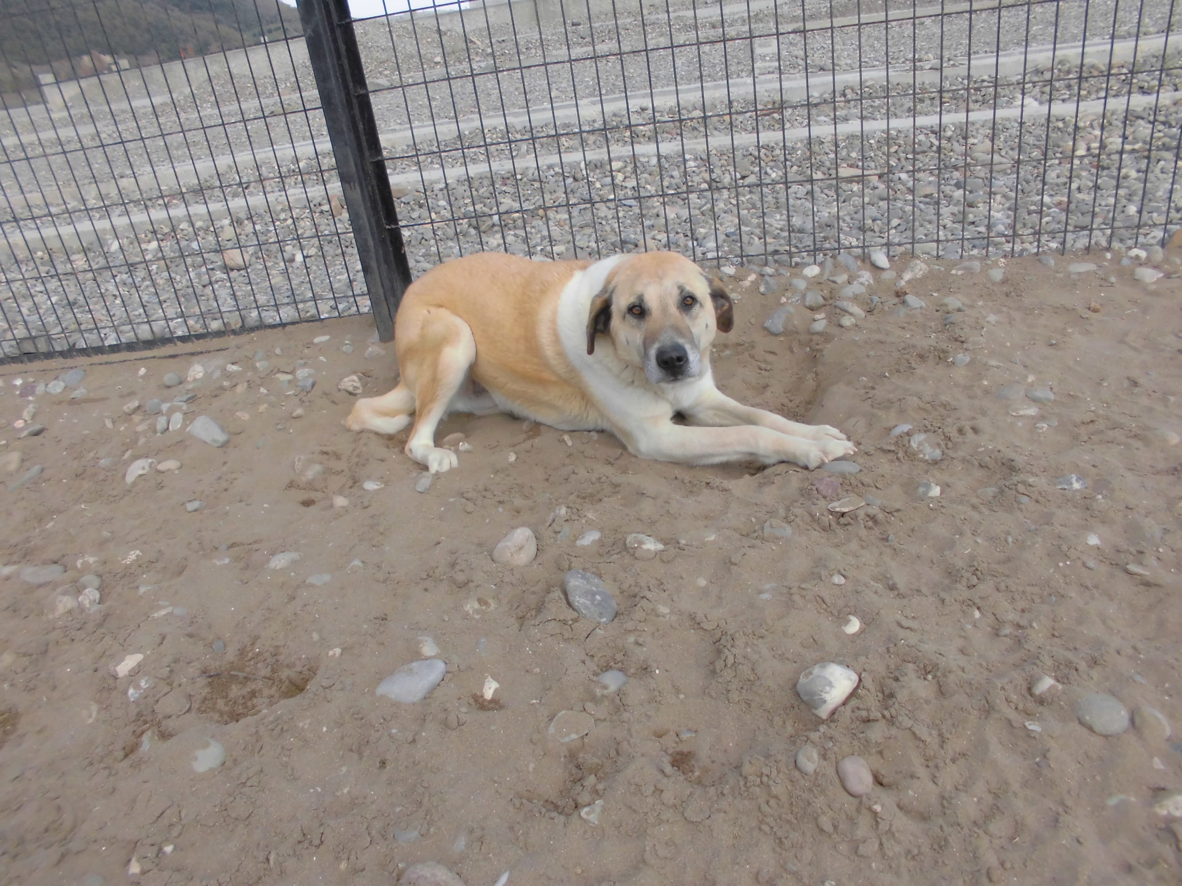 ARES Melez Köpek fotoğrafı